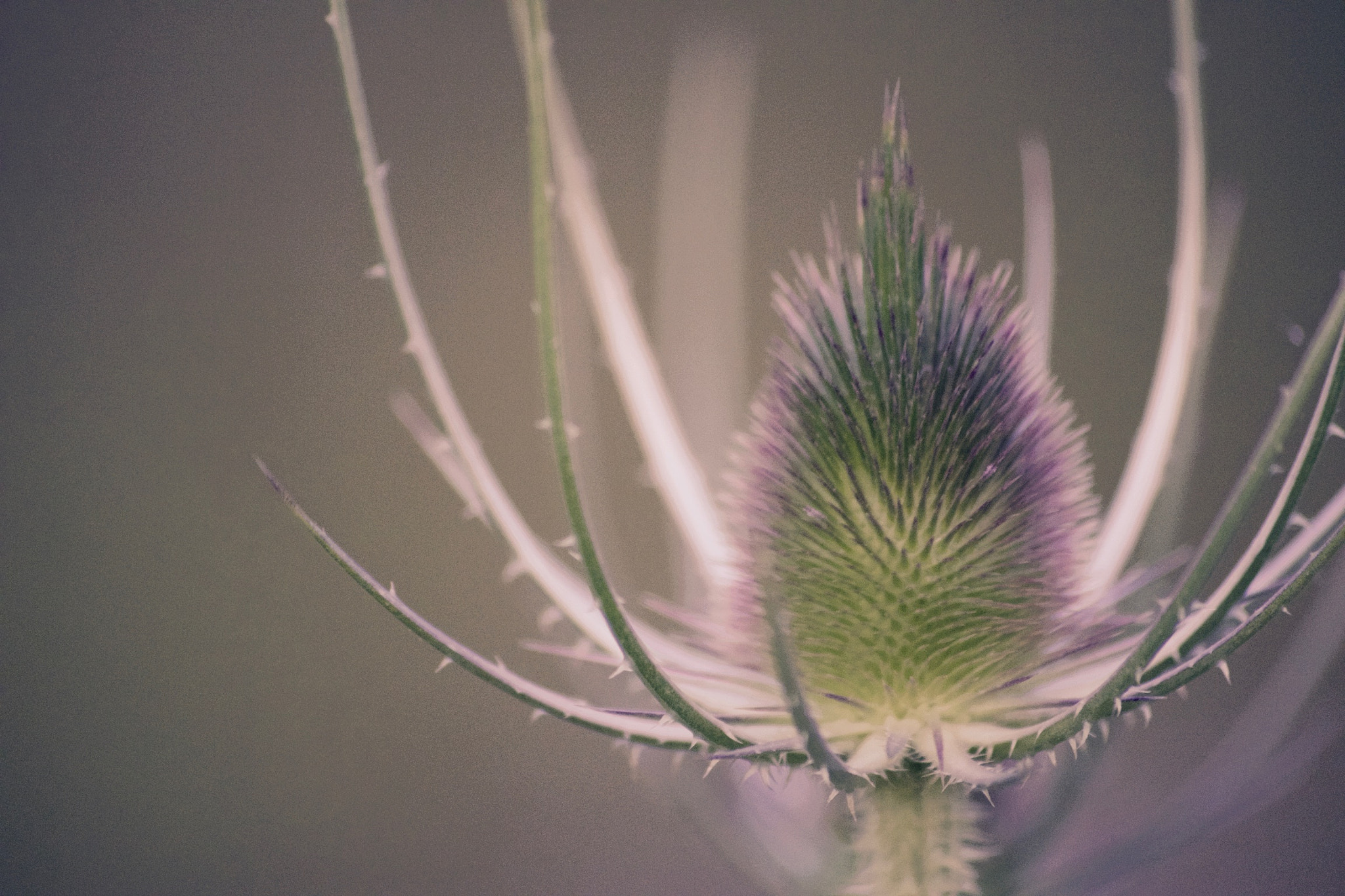 Canon EOS 650D (EOS Rebel T4i / EOS Kiss X6i) sample photo. Dipsacus fullonum photography