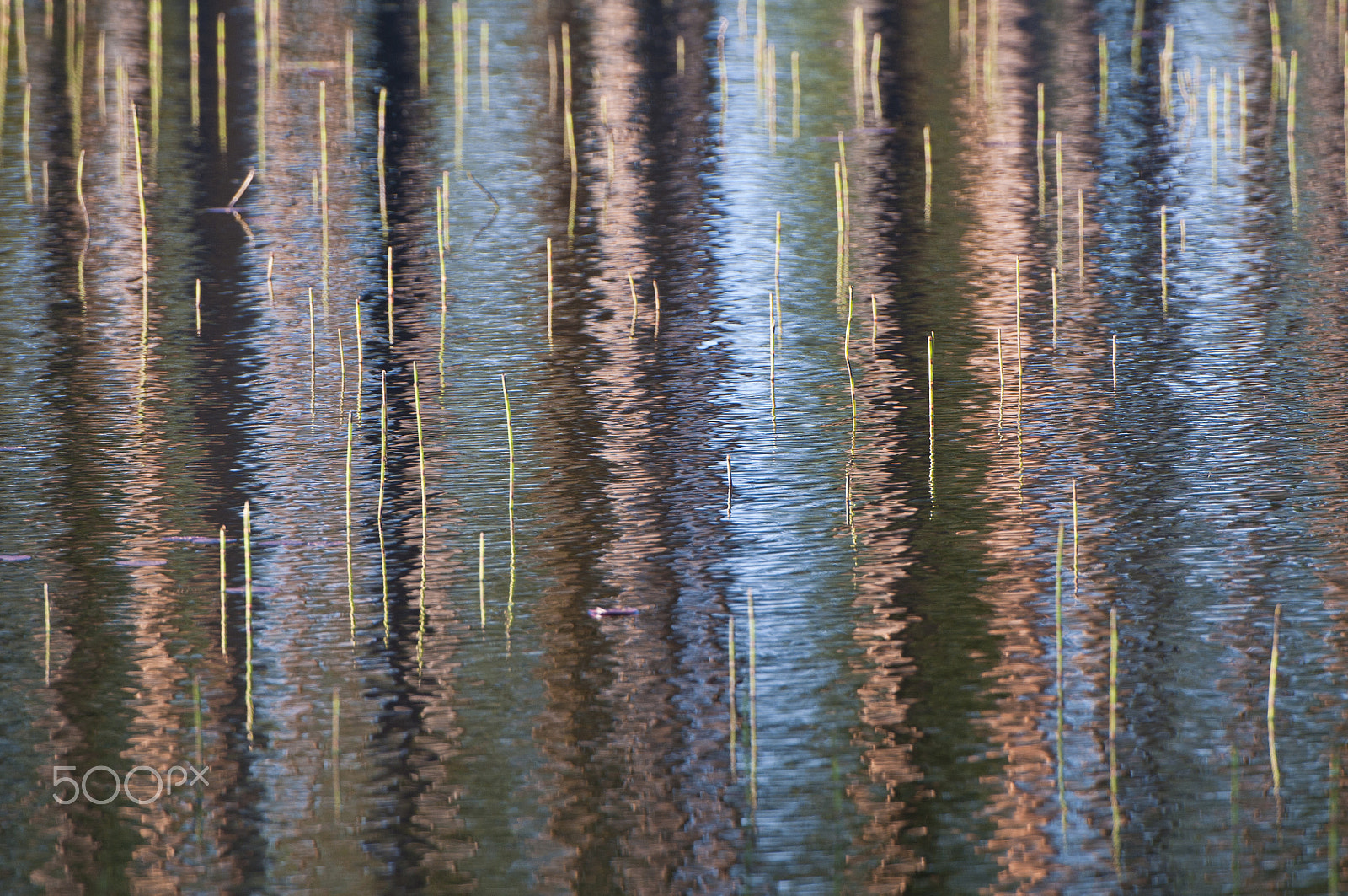 Nikon AF-S Nikkor 200-400mm F4G ED-IF VR sample photo. Reflected forest photography