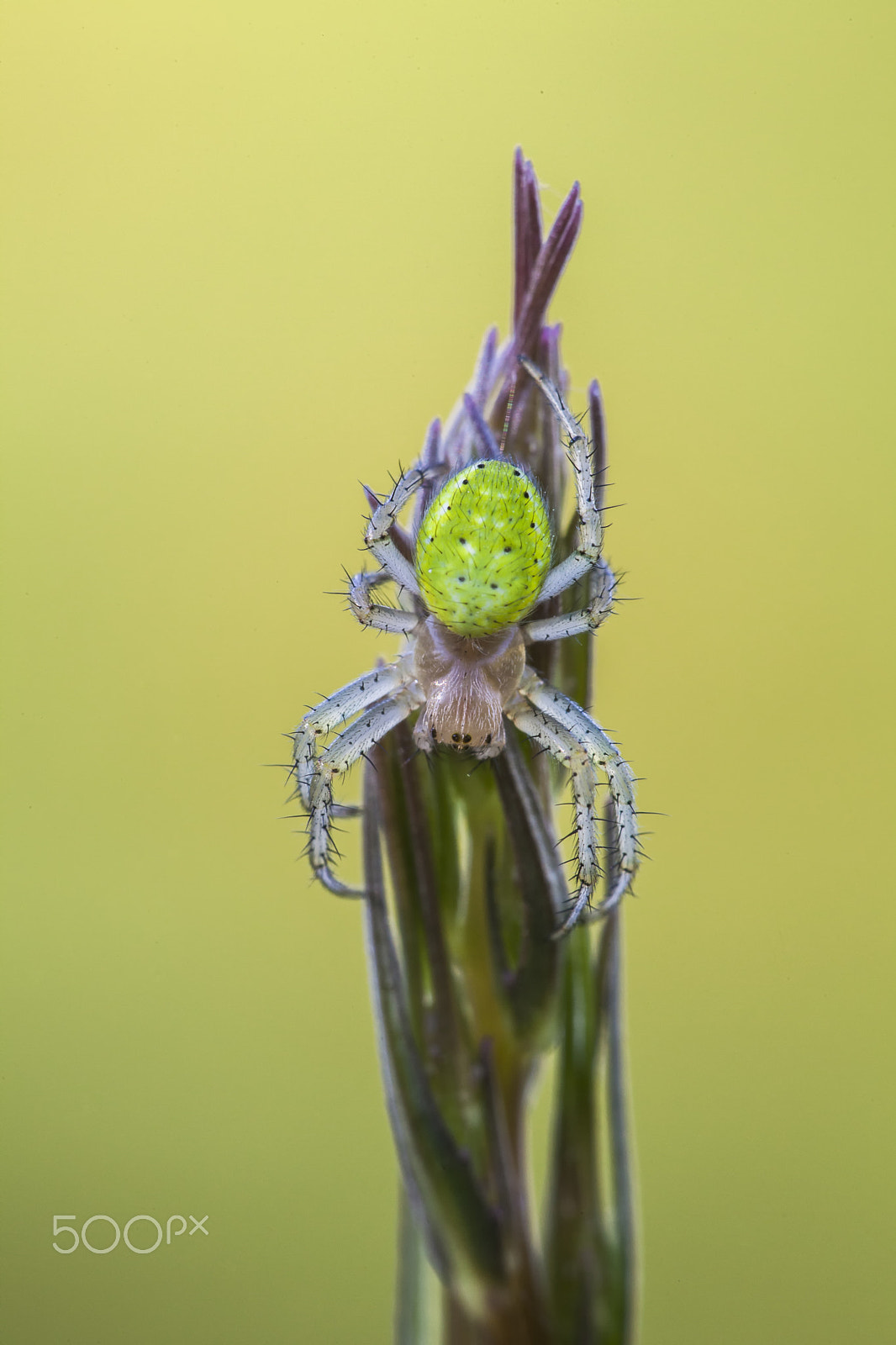 Sigma APO Macro 150mm f/2.8 EX DG HSM sample photo. Spider photography