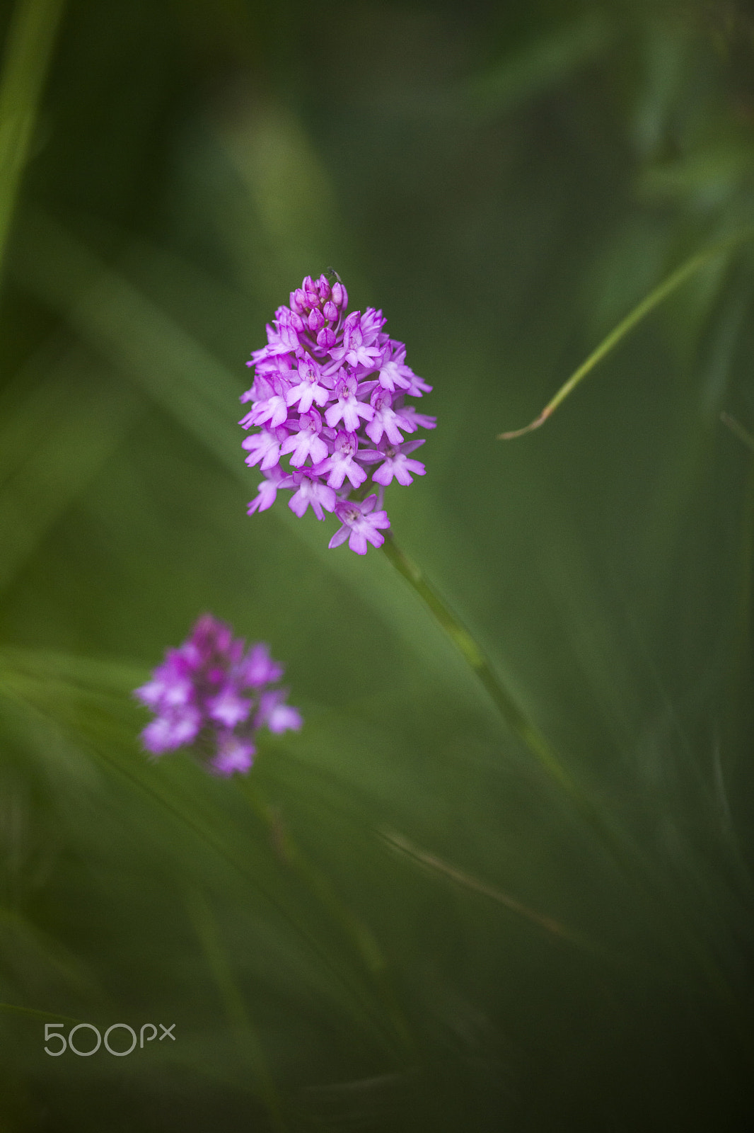 Sigma APO Macro 150mm f/2.8 EX DG HSM sample photo. Orchid and flowers photography