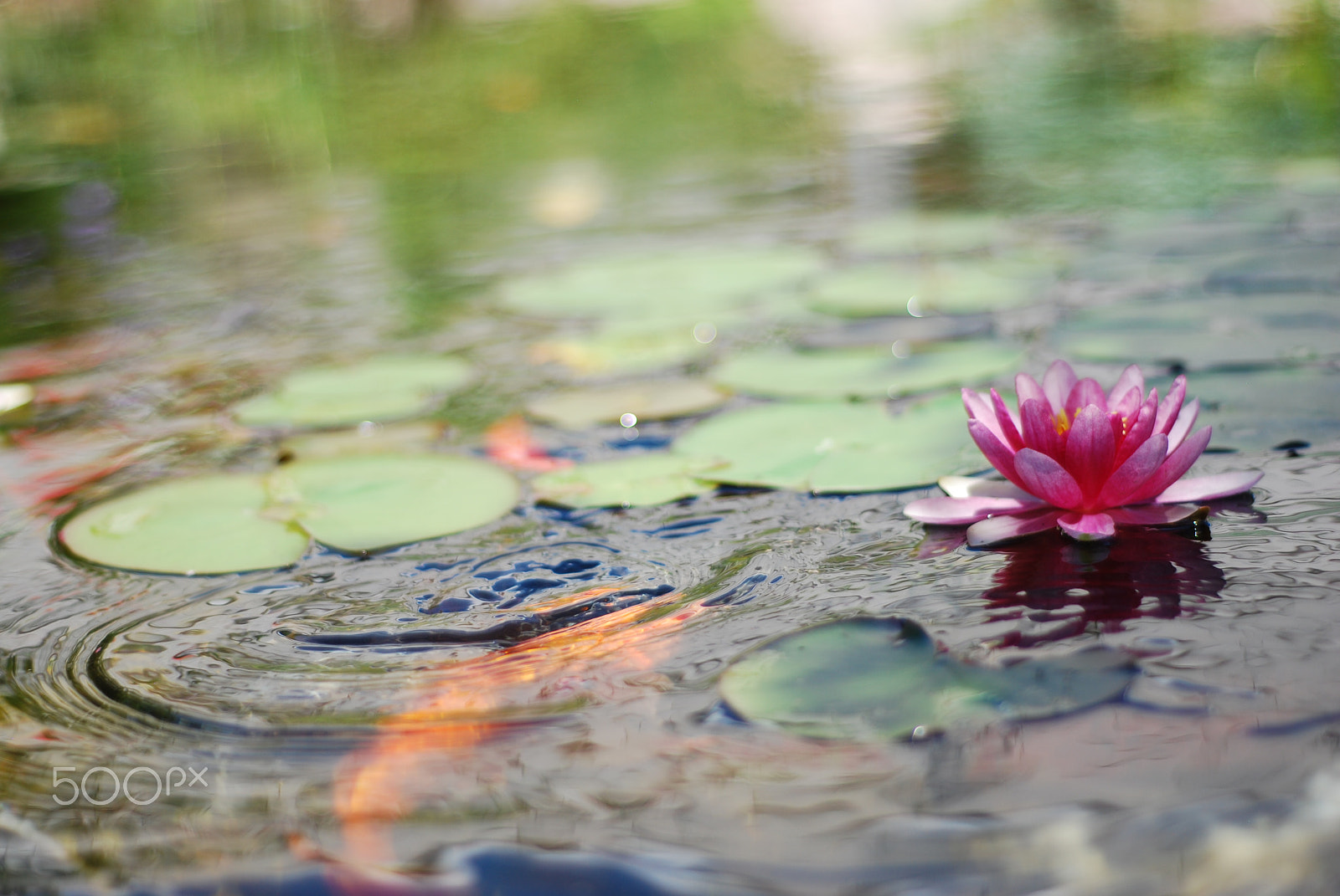 Nikon D60 + Nikon AF Nikkor 50mm F1.8D sample photo. Pink lily photography