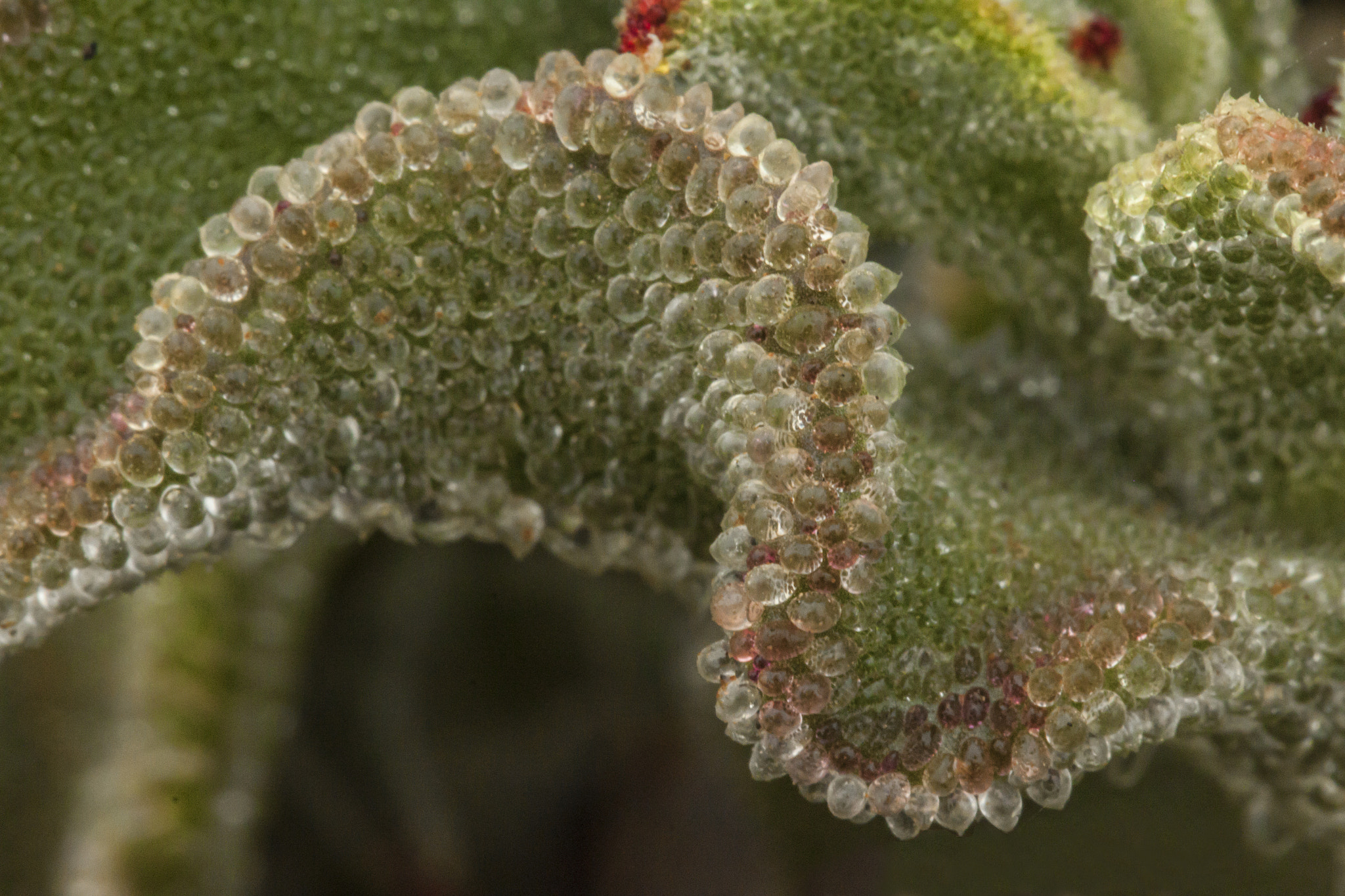Canon EF 100mm F2.8L Macro IS USM sample photo. Trichomes photography