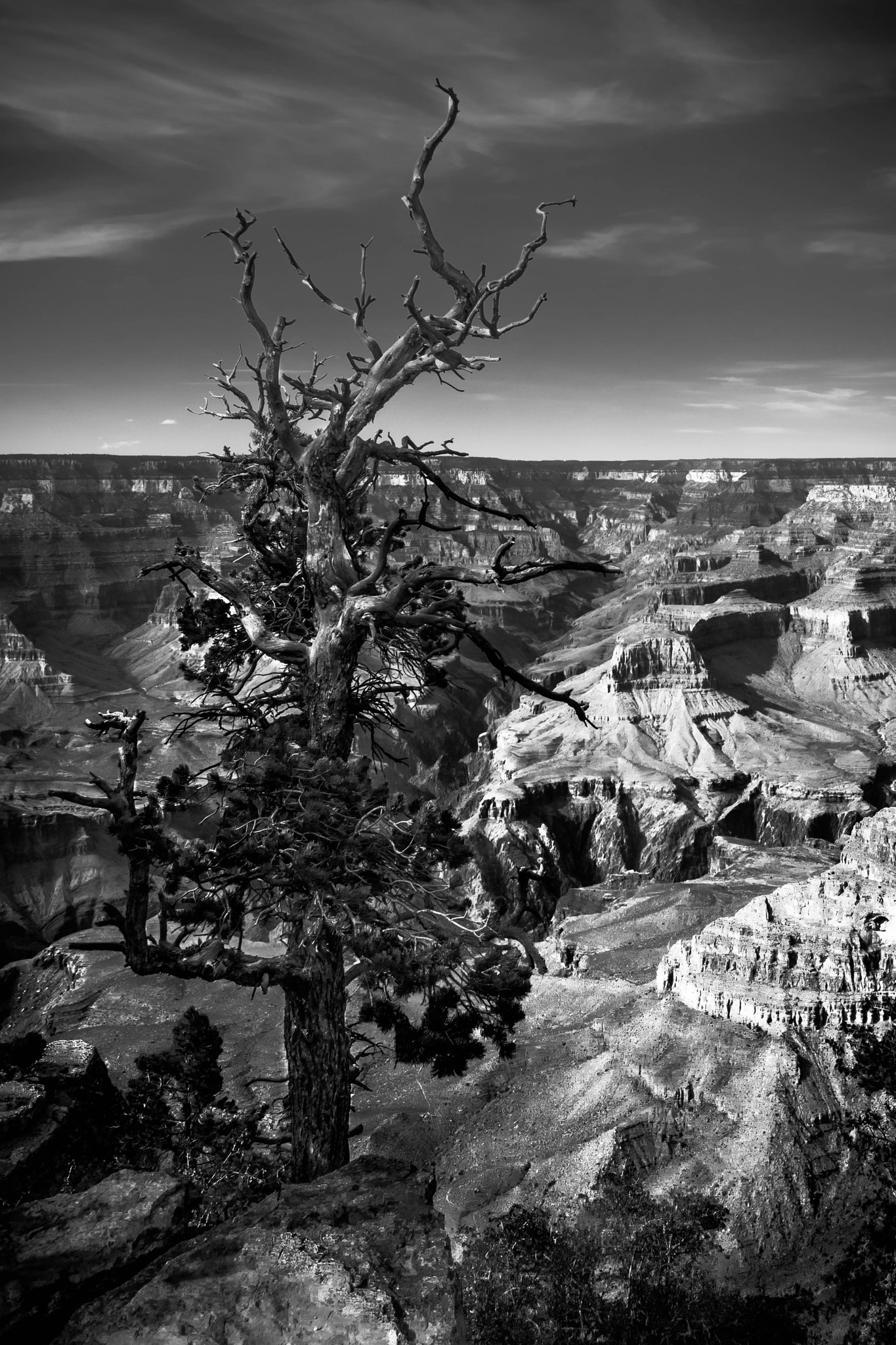 Olympus OM-D E-M1 + OLYMPUS M.9-18mm F4.0-5.6 sample photo. Tree of the grand canyon photography
