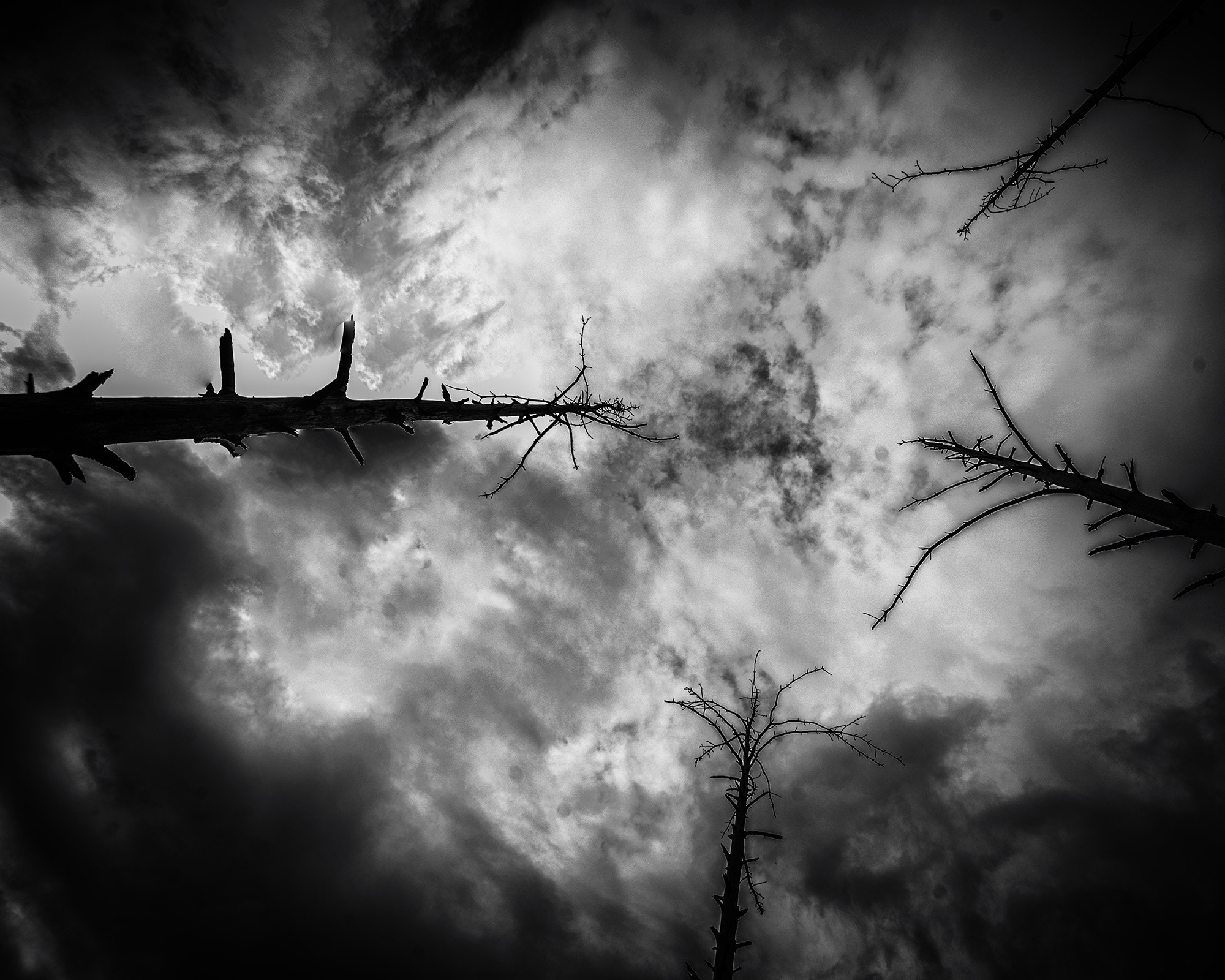 Minolta AF 28-80mm F3.5-5.6 II sample photo. Trees in the sky photography