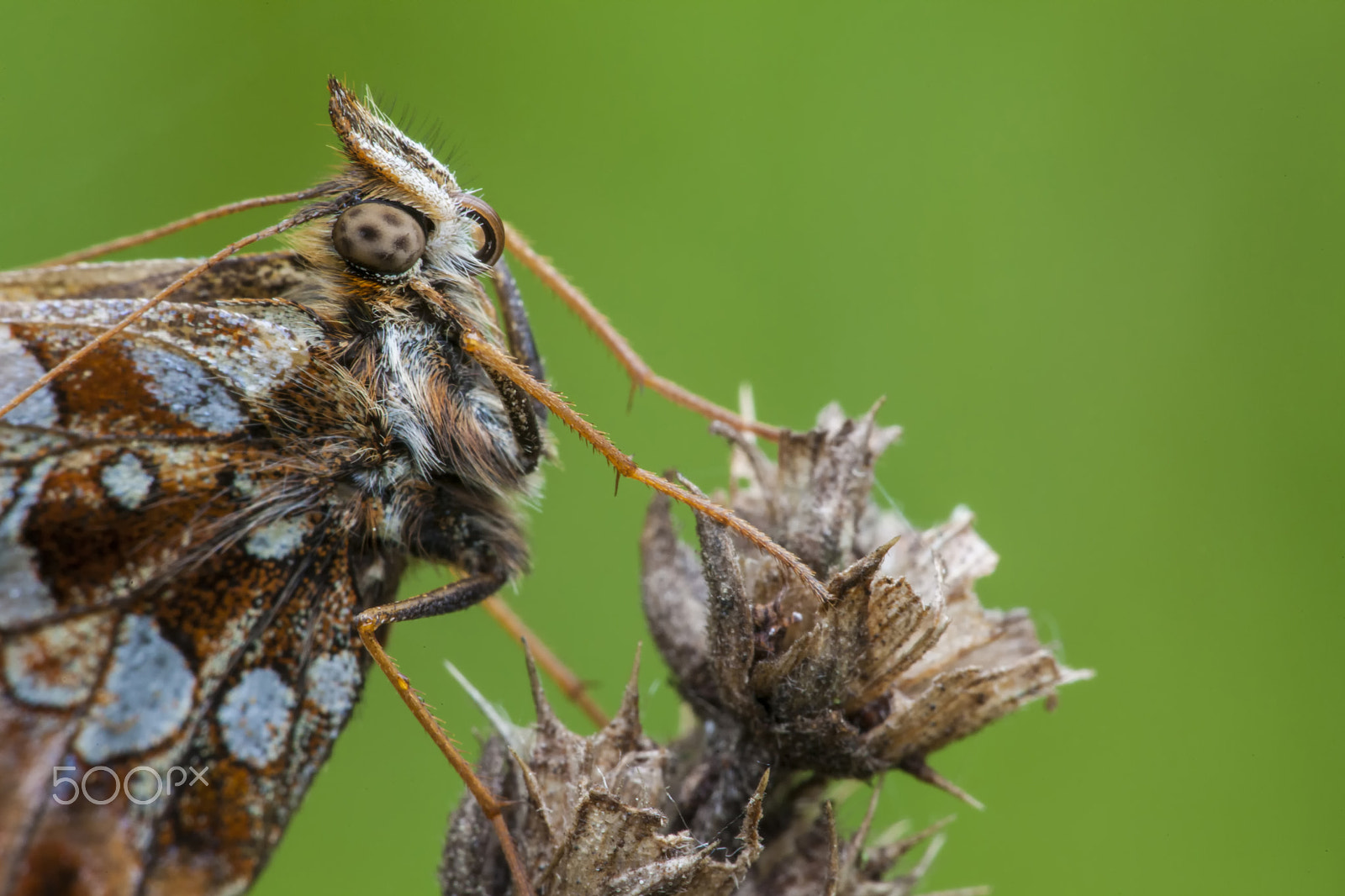Sigma APO Macro 150mm f/2.8 EX DG HSM sample photo. Butterfly photography
