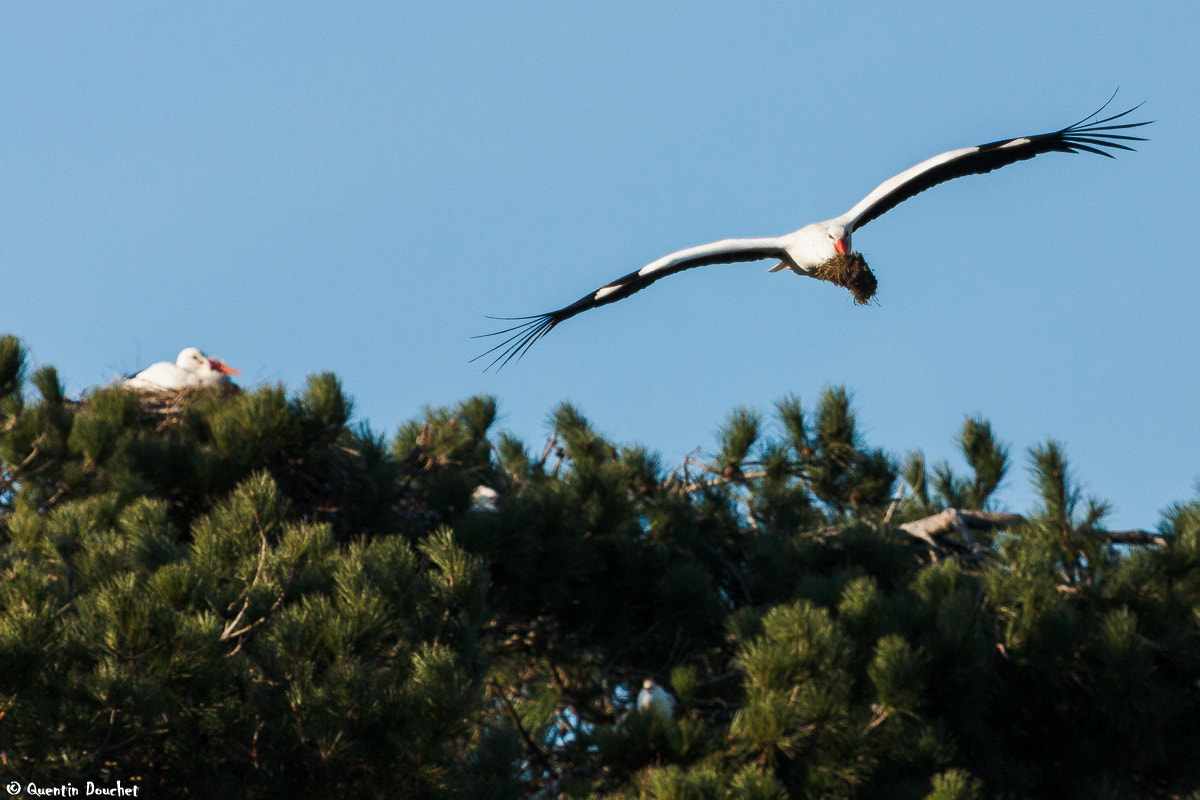 Canon EF 100-400mm F4.5-5.6L IS USM sample photo. Cigogne blanche photography