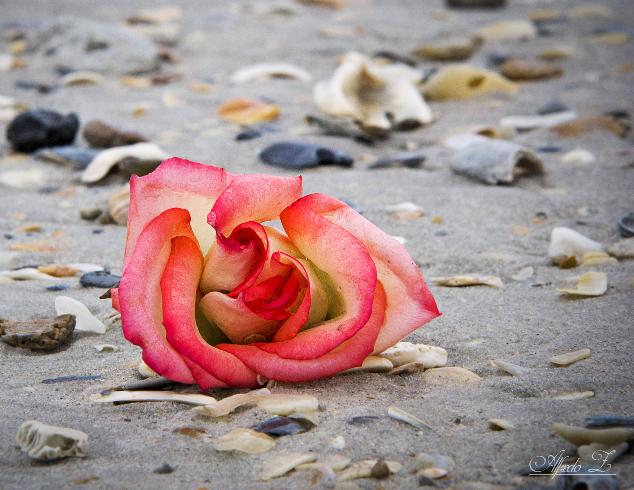Sigma 70-200mm F2.8 EX DG Macro HSM II sample photo. See flower photography