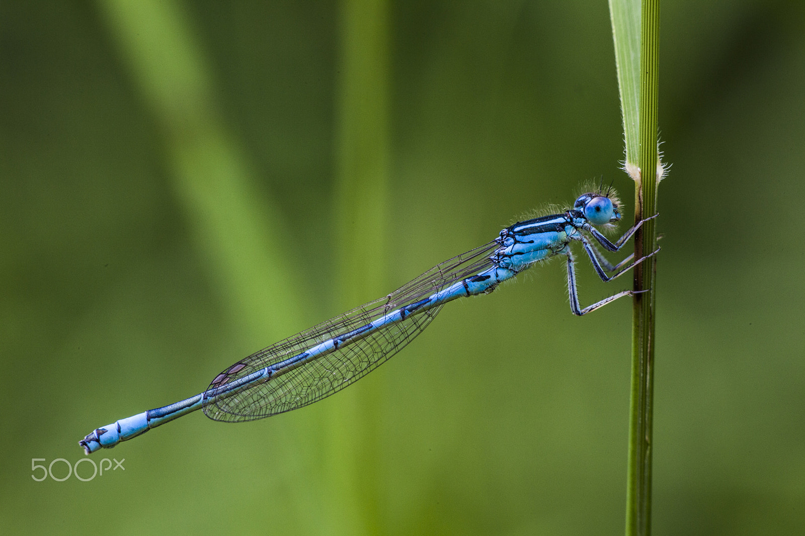 Sigma APO Macro 150mm f/2.8 EX DG HSM sample photo. Dragonfly photography