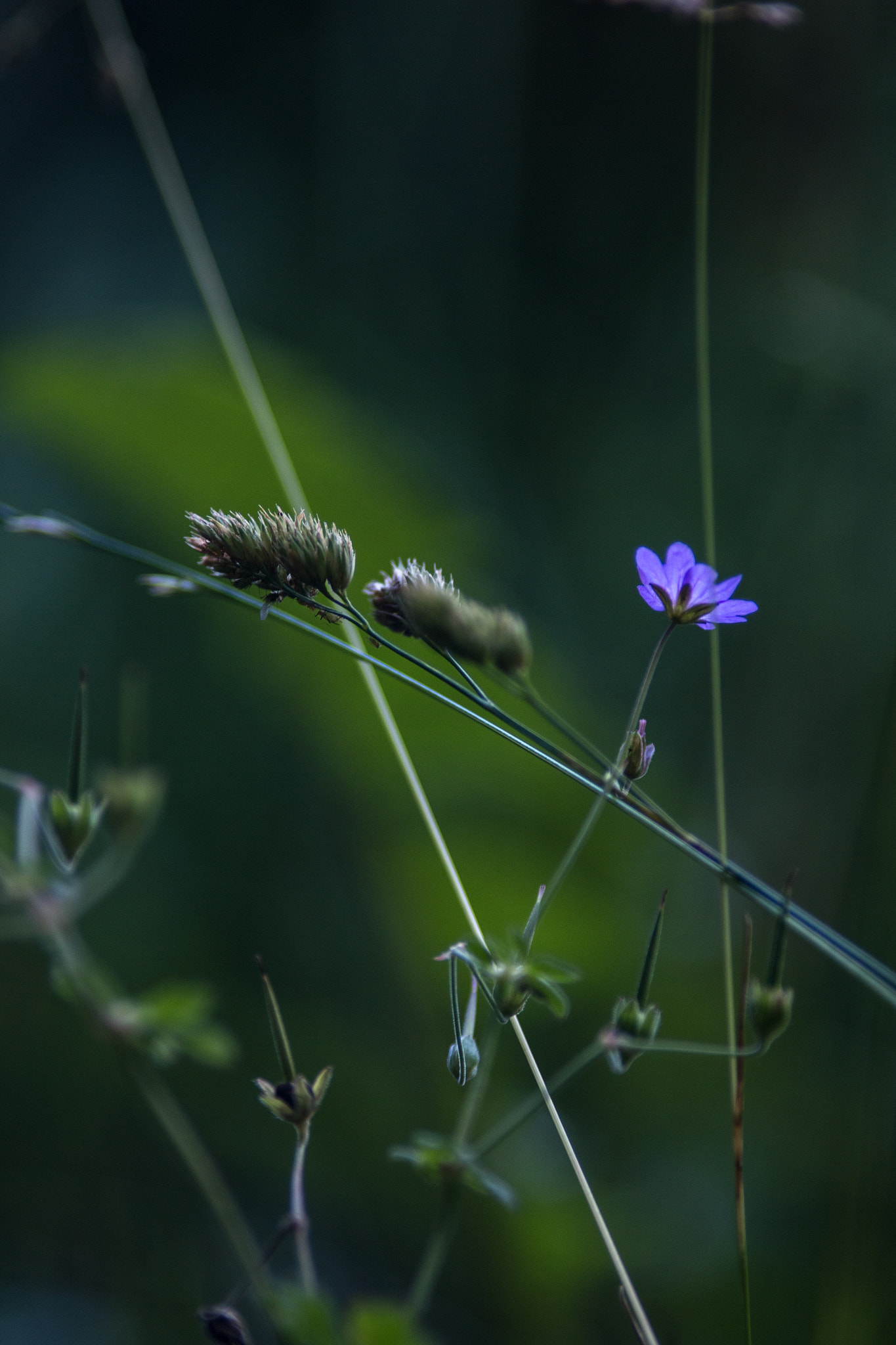Canon EOS 70D + Canon EF 200mm F2.8L II USM sample photo. In the cool of the day vii photography