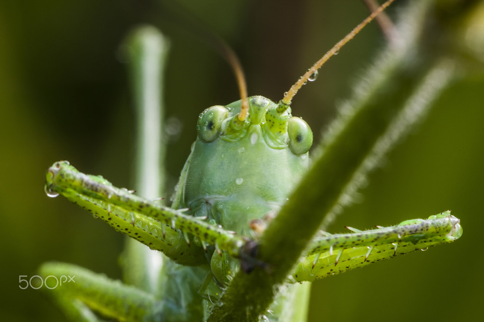 Sigma APO Macro 150mm f/2.8 EX DG HSM sample photo. Grasshopper photography