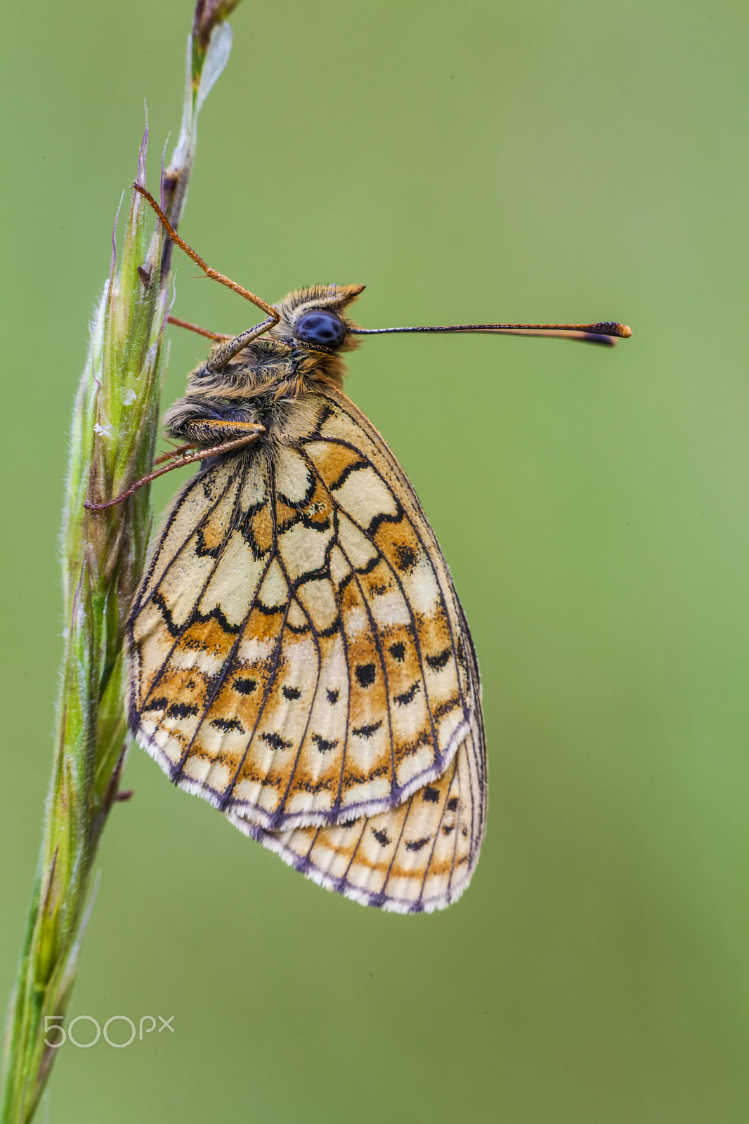 Sigma APO Macro 150mm f/2.8 EX DG HSM sample photo. Butterfly photography
