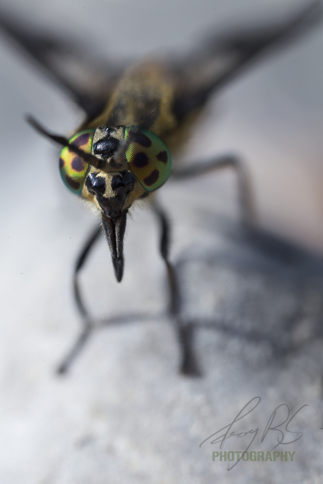 Canon MP-E 65mm F2.5 1-5x Macro Photo sample photo. Dazed footballer photography