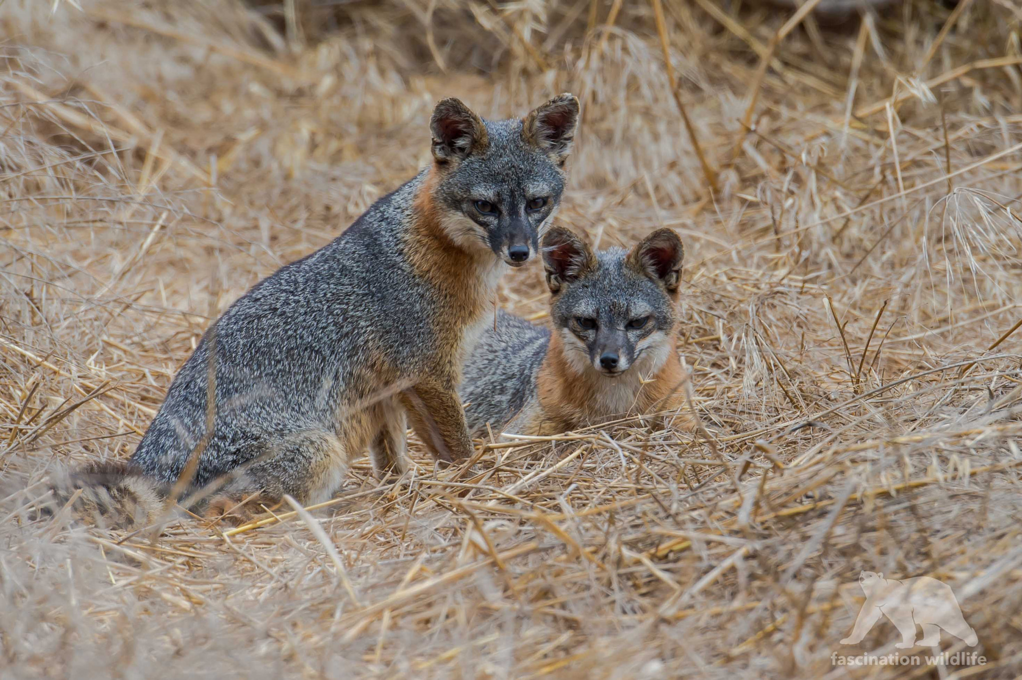 Nikon D4S sample photo. Gray fox photography
