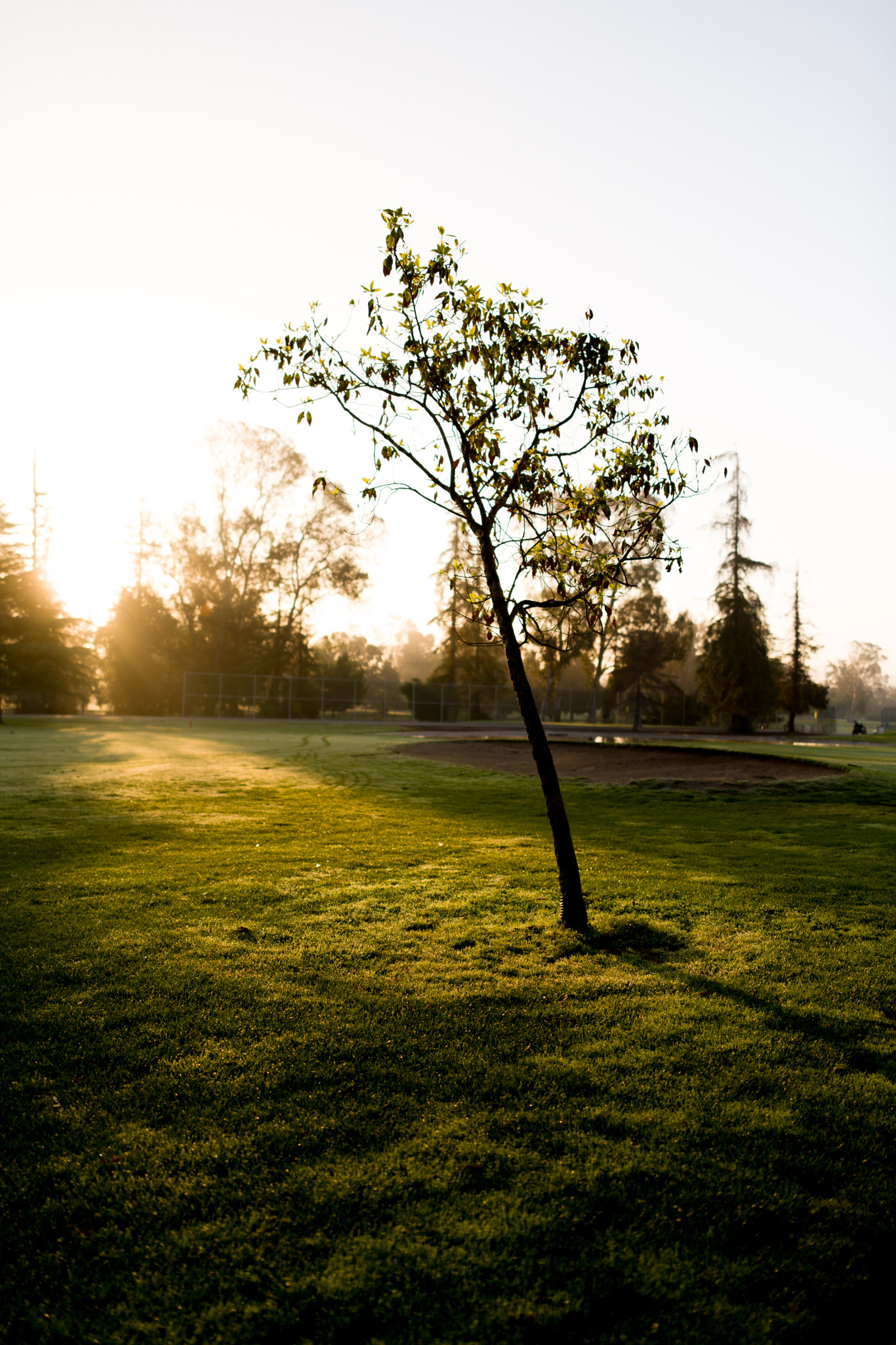 ZEISS Otus 28mm F1.4 sample photo. Tree photography