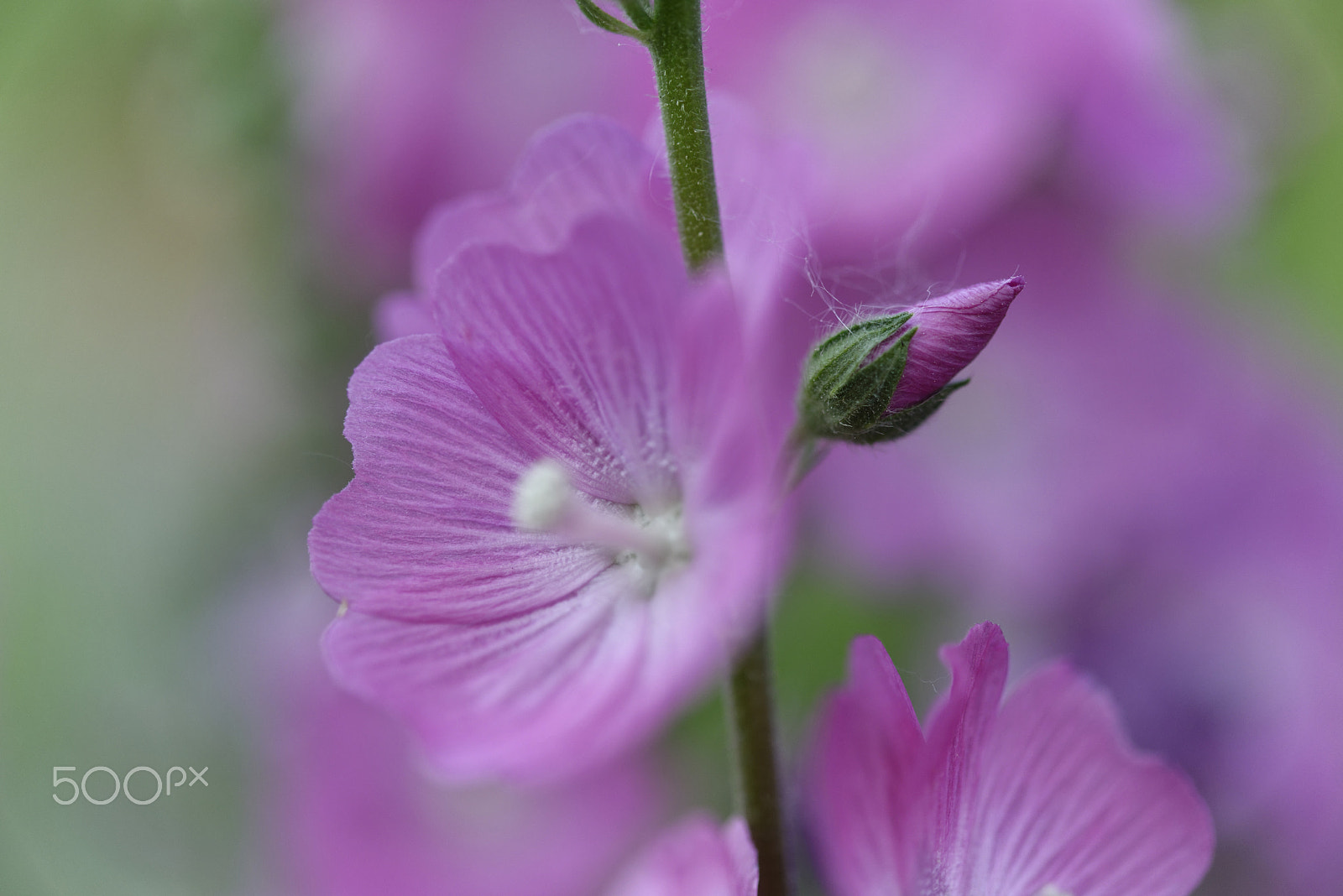 Nikon AF-S Micro-Nikkor 60mm F2.8G ED sample photo. Pink flower photography