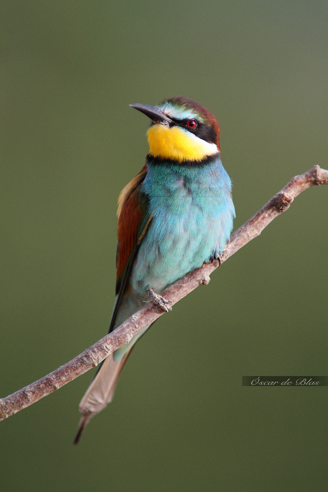 Canon EOS 7D + Canon EF 400mm f/2.8L + 1.4x sample photo. Bee eater photography