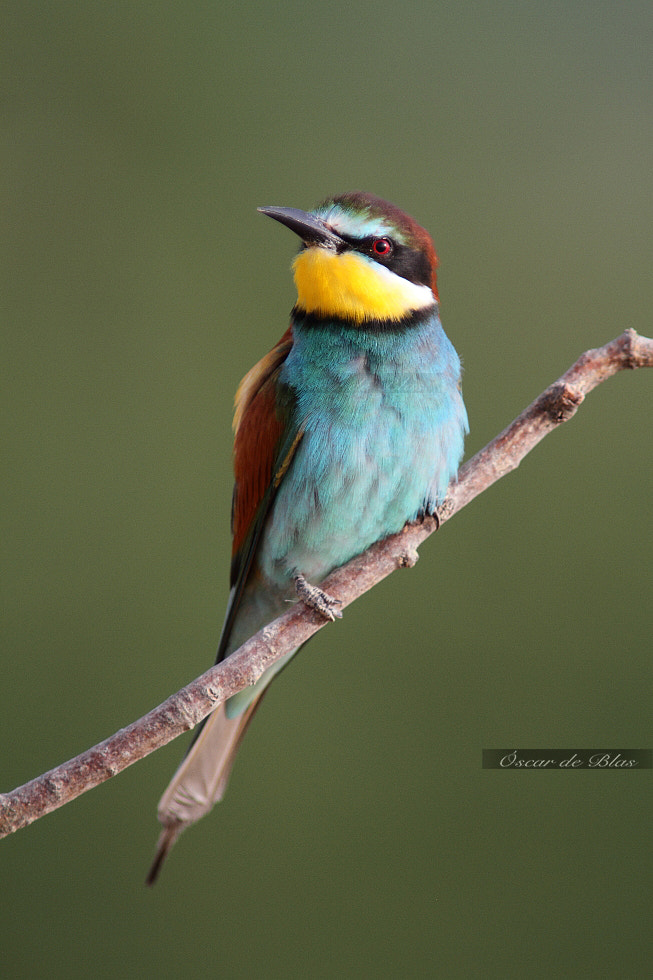 Canon EF 400mm f/2.8L + 1.4x sample photo. Bee eater photography