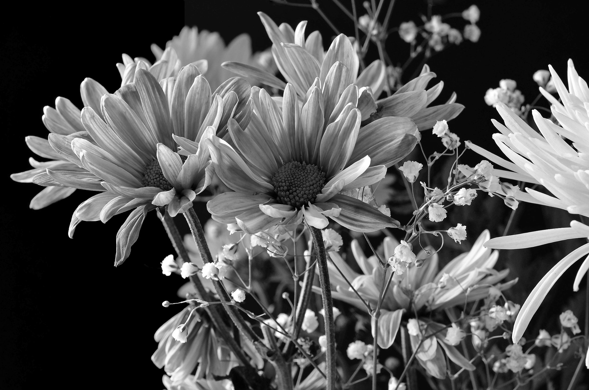 Nikon AF-S Micro-Nikkor 60mm F2.8G ED sample photo. Imagine blue daisies photography