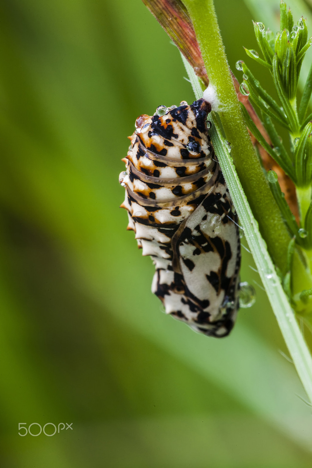 Sigma APO Macro 150mm f/2.8 EX DG HSM sample photo. Chrysalis photography