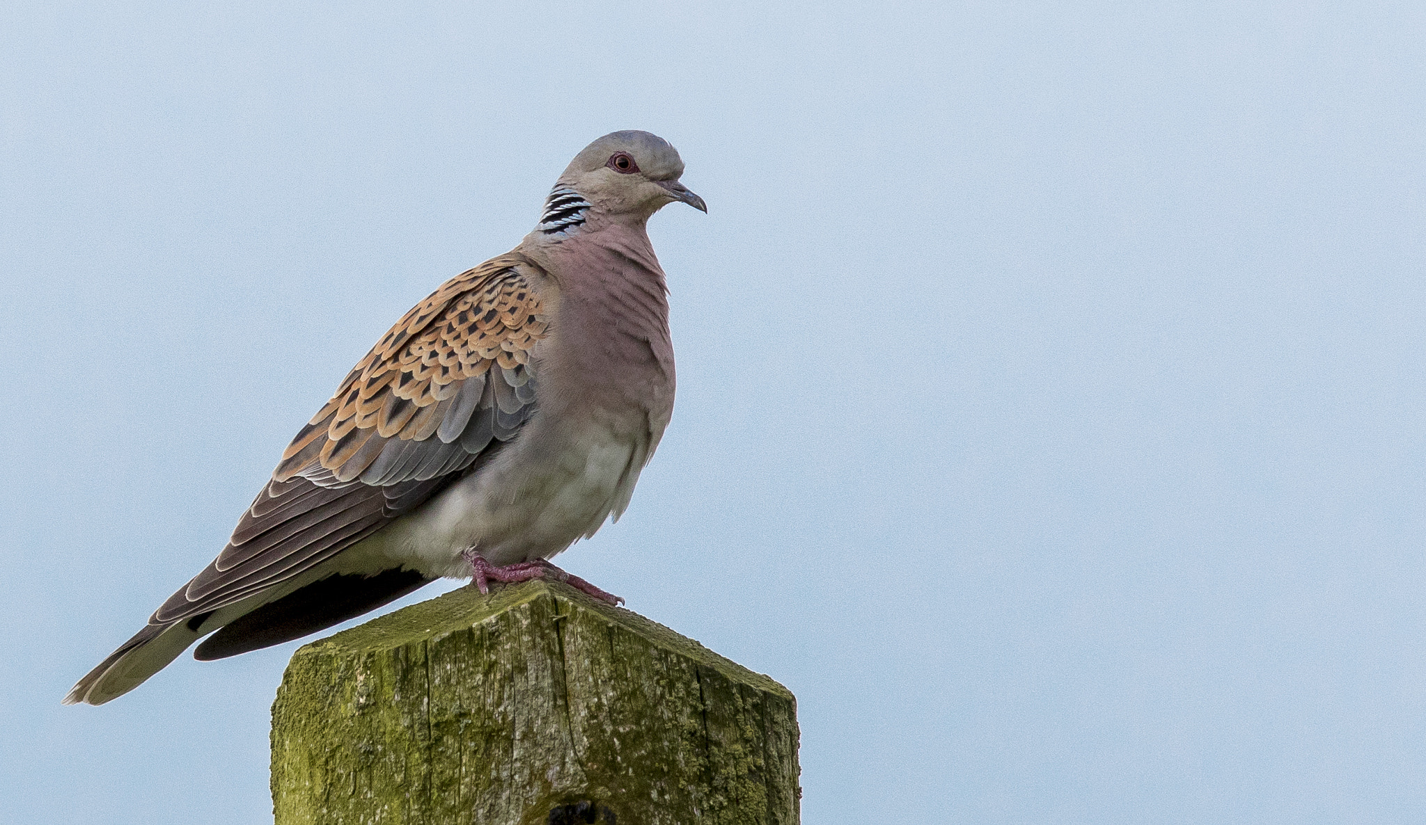 Canon EF 600mm F4L IS II USM sample photo. Turtle dove photography