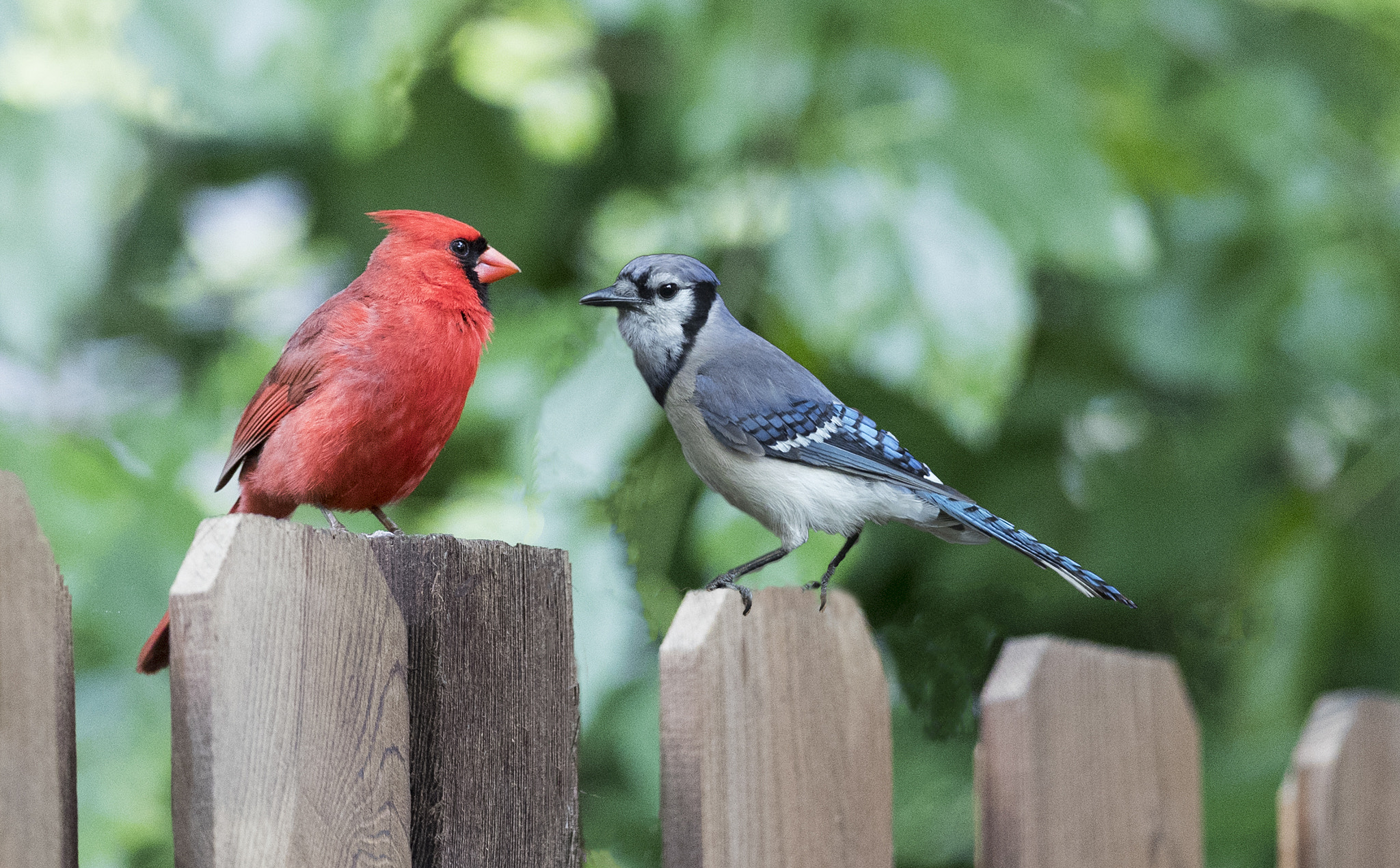 Canon EF 300mm F2.8L IS II USM sample photo. The fourth - red  white and blue photography