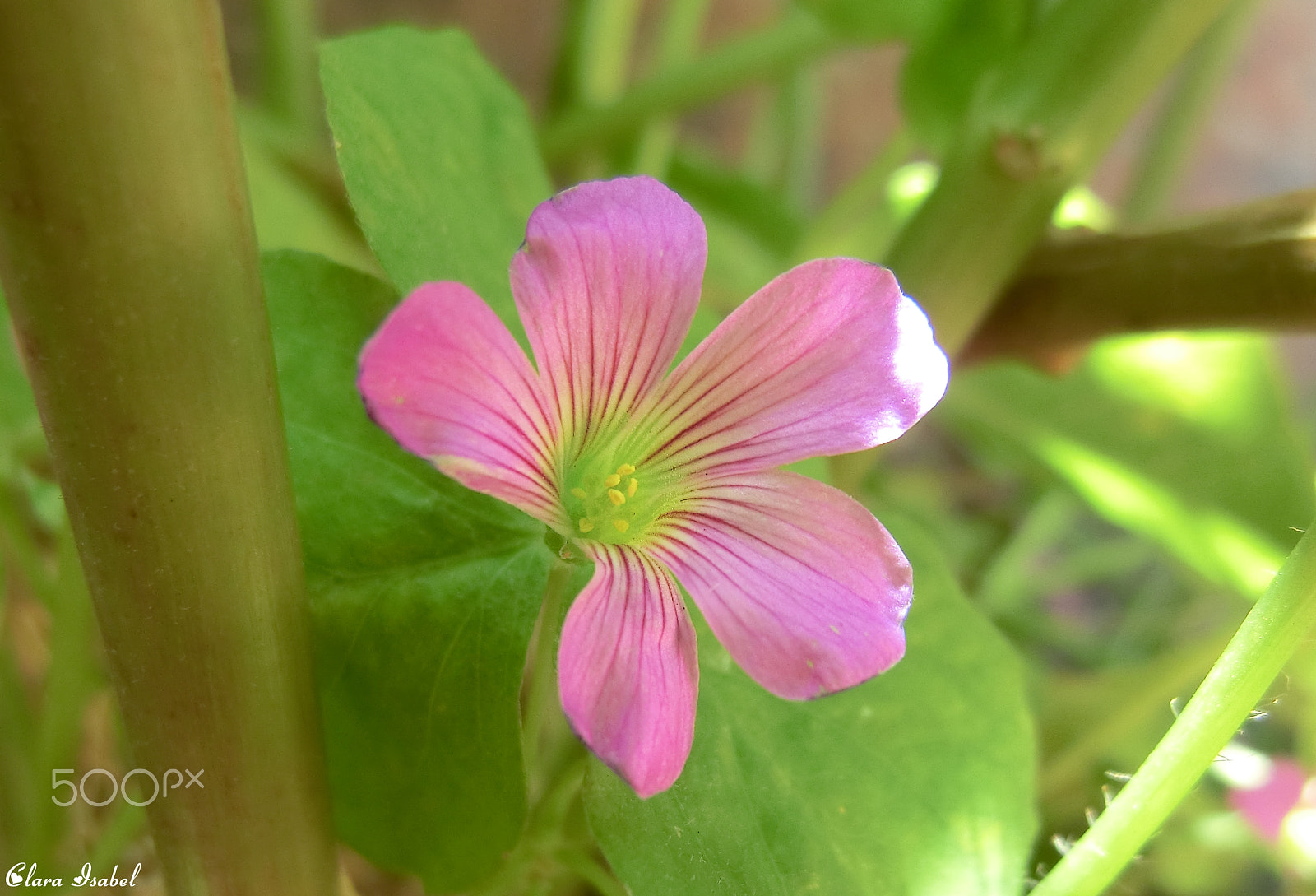 CASIO EX-H30 sample photo. Flor... photography