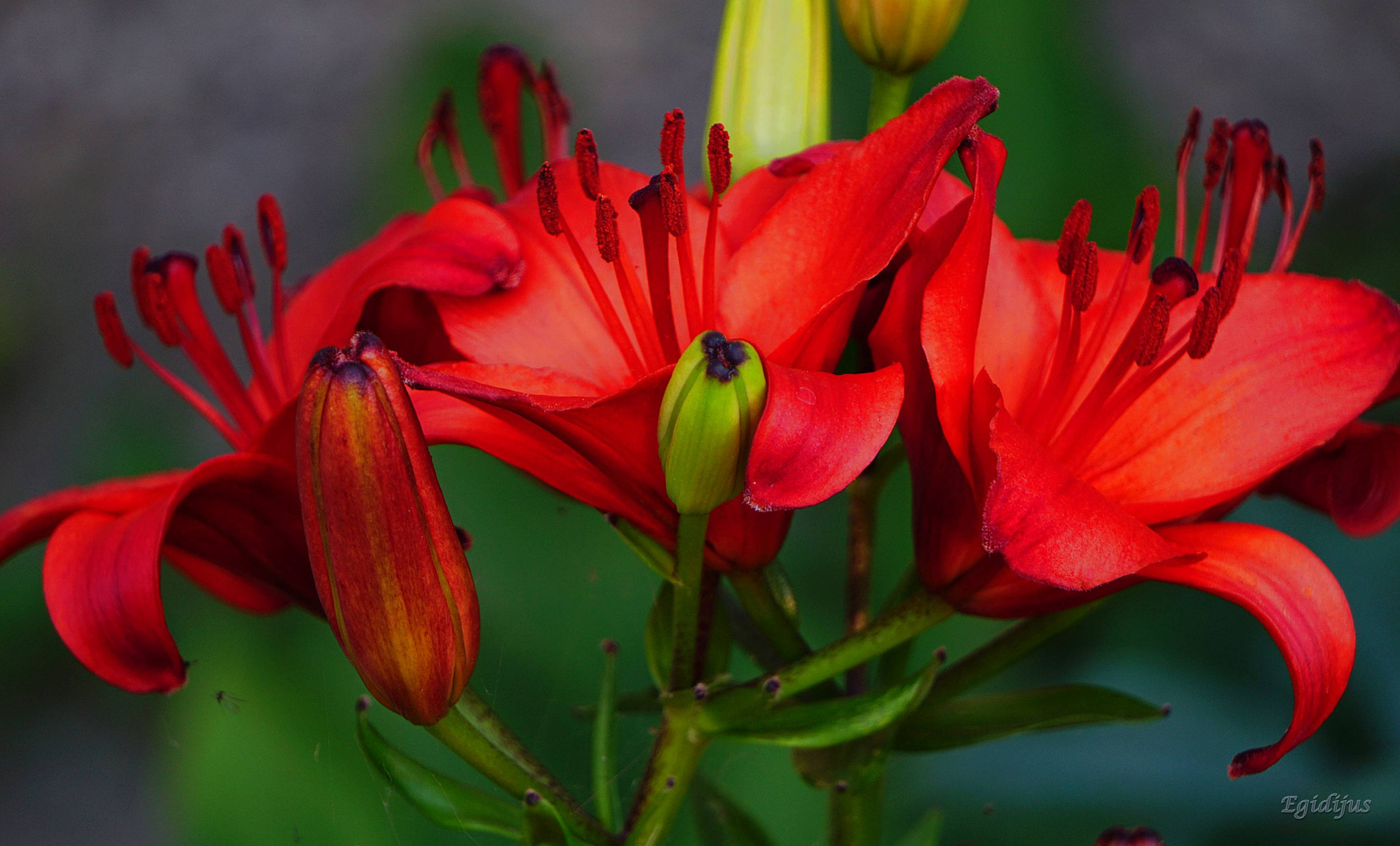 Sony E 55-210mm F4.5-6.3 OSS sample photo. Lelija photography
