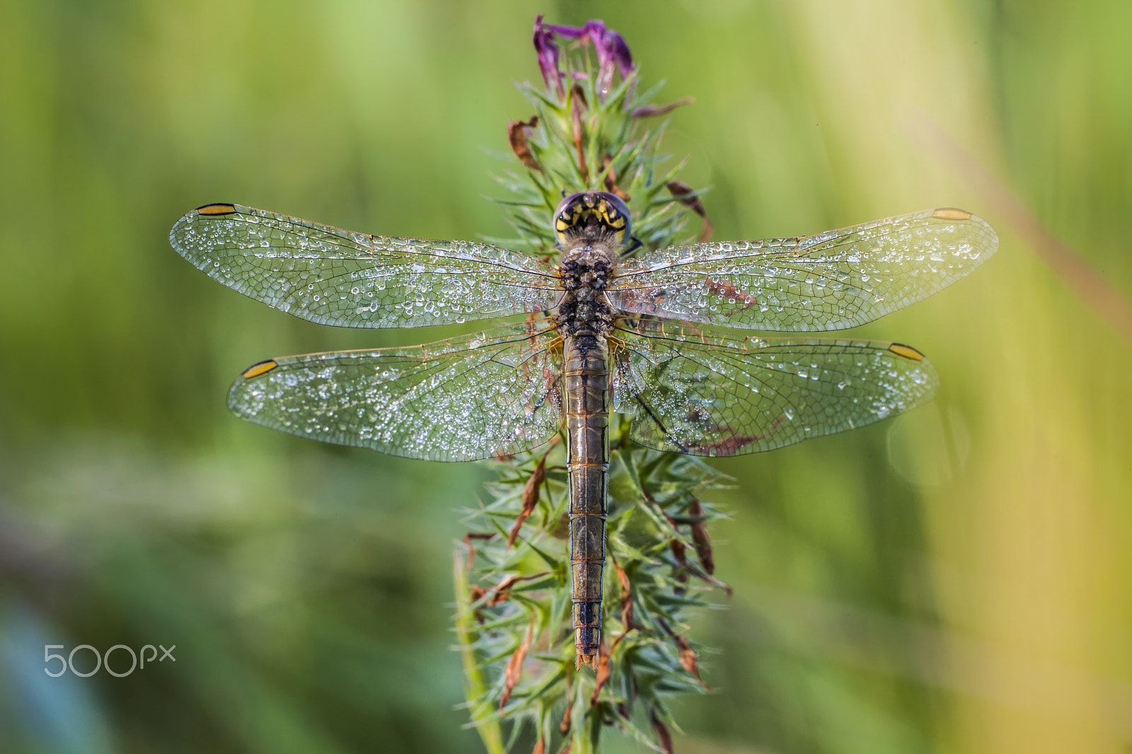 Sigma APO Macro 150mm f/2.8 EX DG HSM sample photo. Dragonfly photography