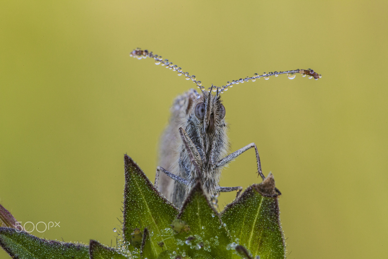 Sigma APO Macro 150mm f/2.8 EX DG HSM sample photo. Butterfly dew photography