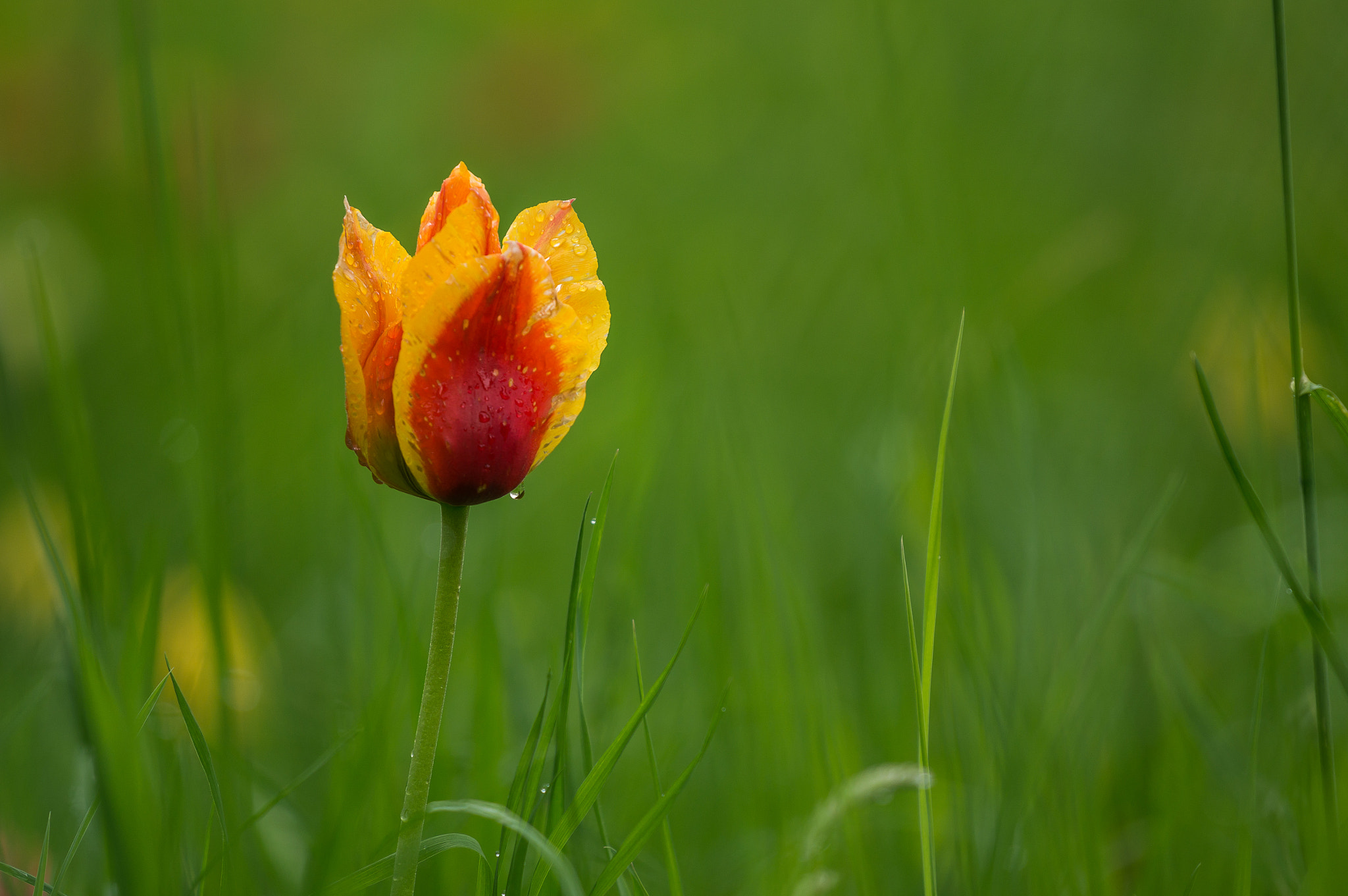 Tamron 18-270mm F3.5-6.3 Di II PZD sample photo. Tulips in the rain v photography