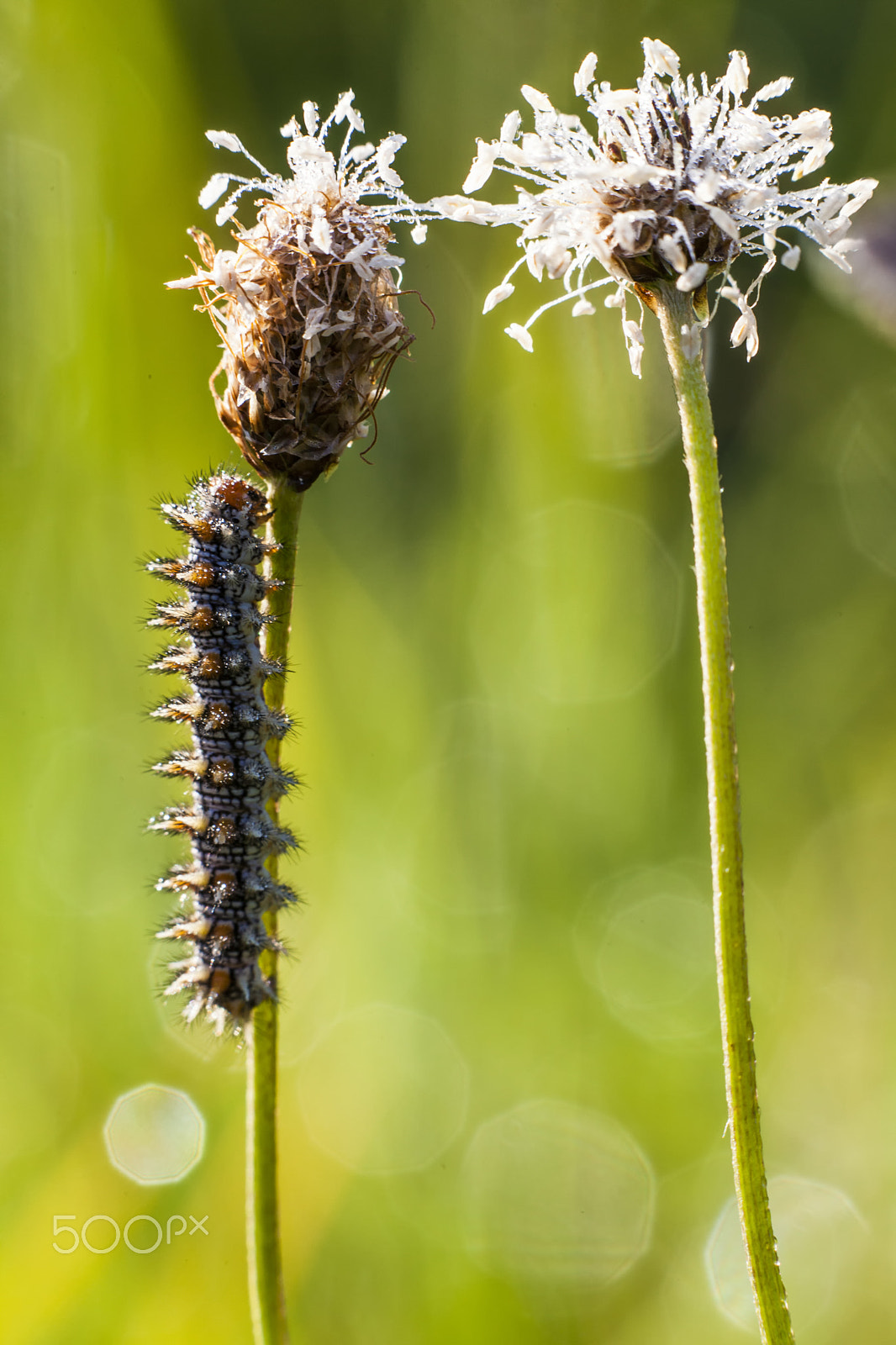 Sigma APO Macro 150mm f/2.8 EX DG HSM sample photo. Caterpillar photography