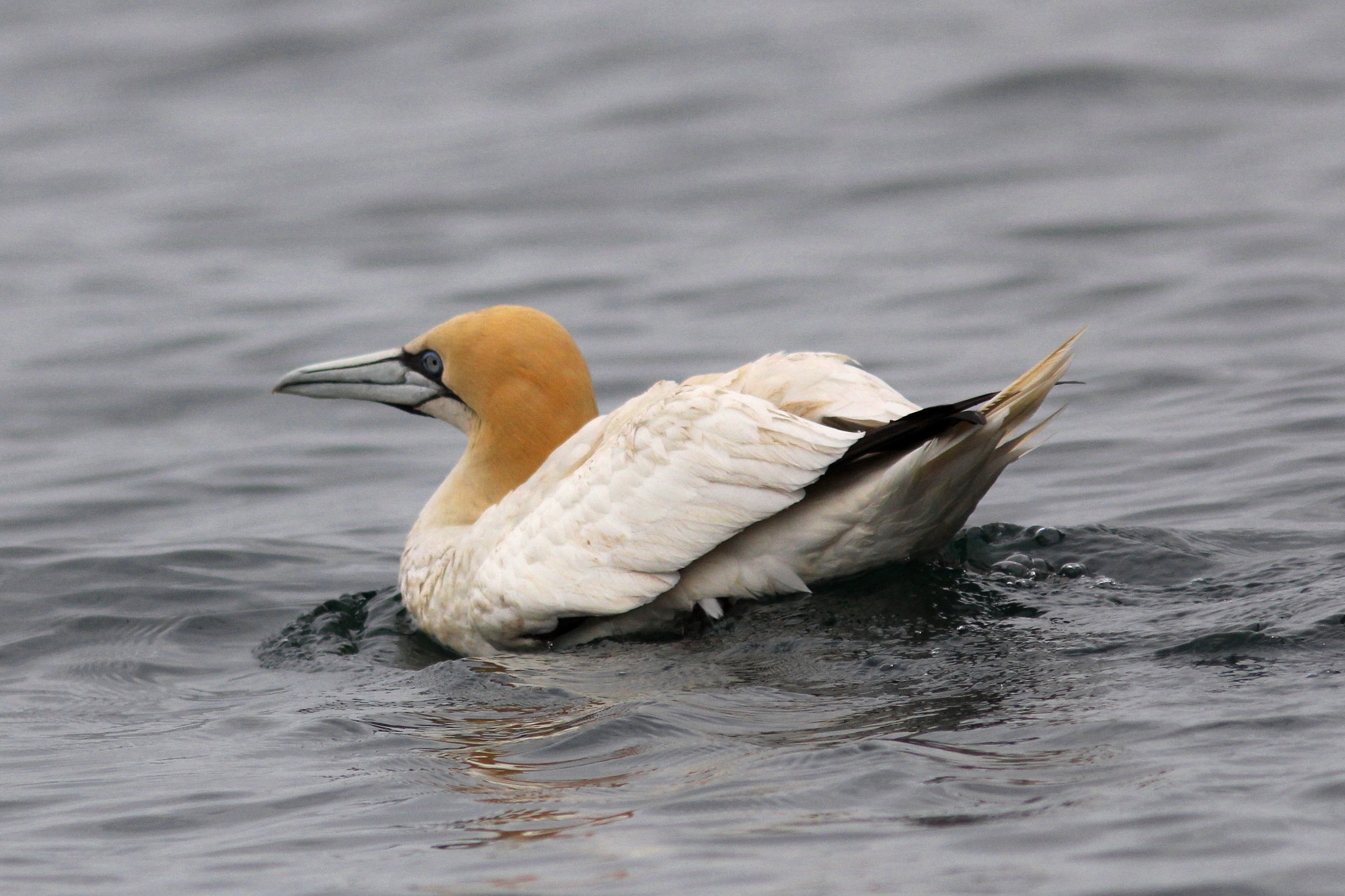 Canon EF 300mm F4L IS USM sample photo. Gannet photography