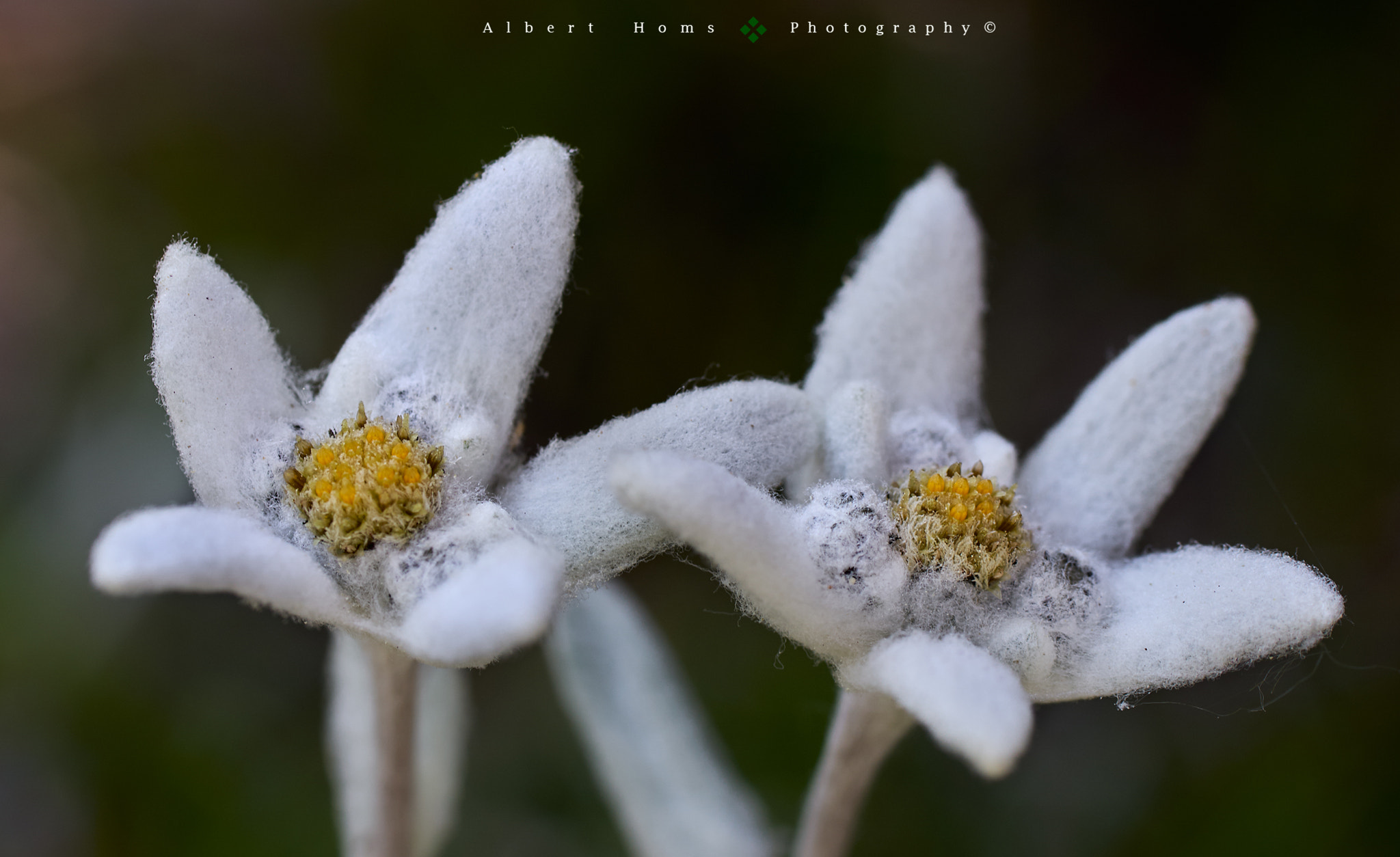 Sony ILCA-77M2 + Tamron SP AF 90mm F2.8 Di Macro sample photo. ...edelweiss (ii) !? photography