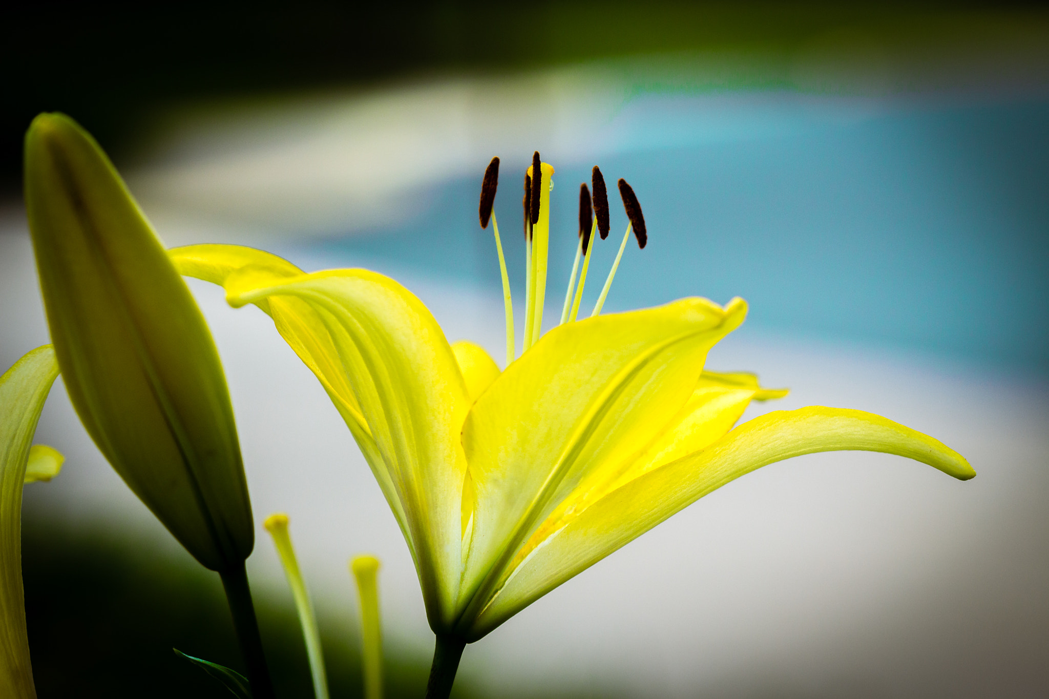Canon EOS 700D (EOS Rebel T5i / EOS Kiss X7i) + Canon EF 100mm F2.8 Macro USM sample photo. Yellow daylily photography