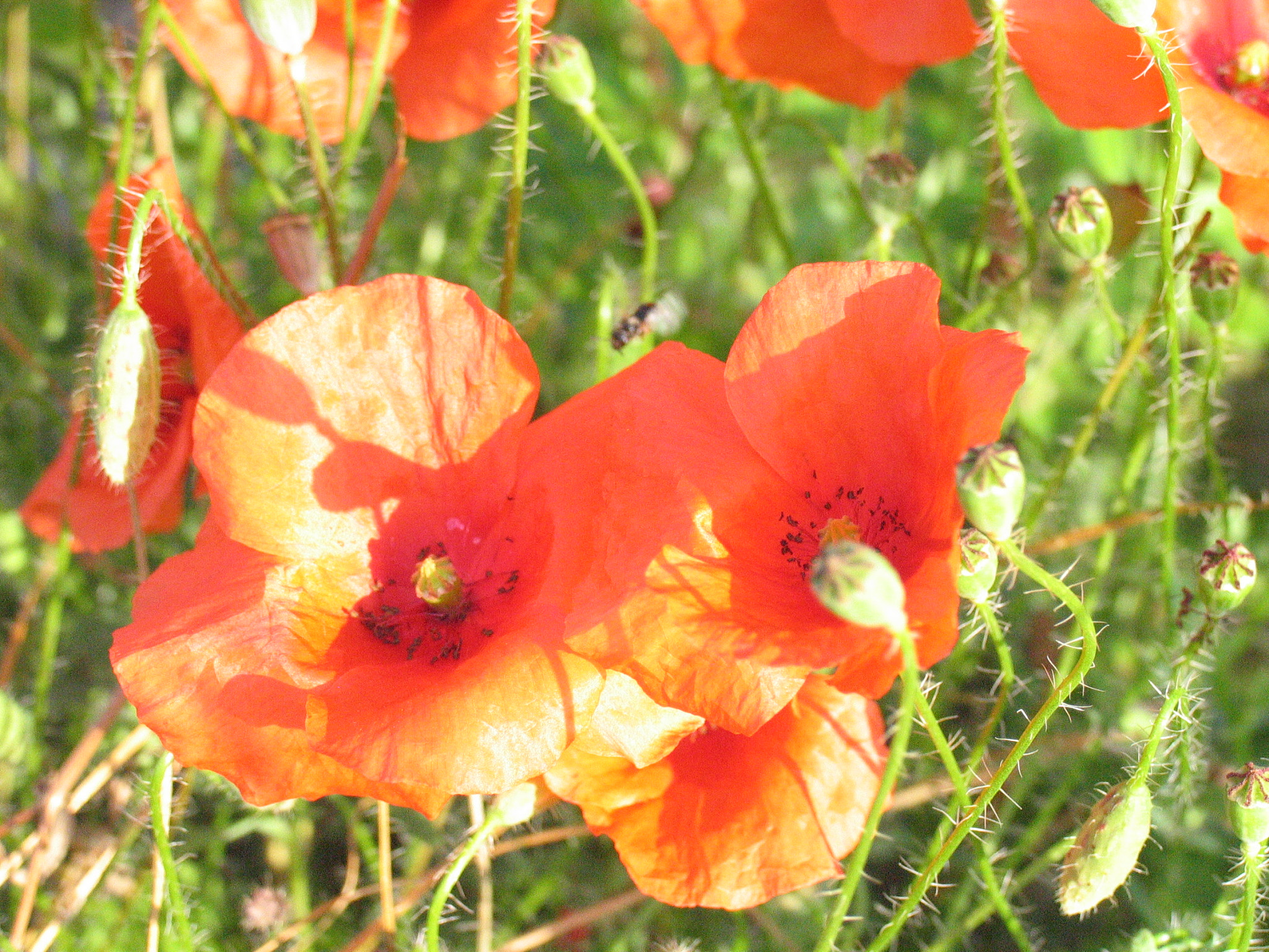 Canon POWERSHOT PRO1 sample photo. A fragile world photography