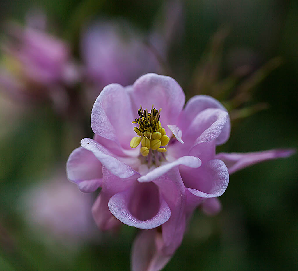 Sigma 50mm f/1.4 EX DG HSM + 1.4x sample photo. Akelei digi photography