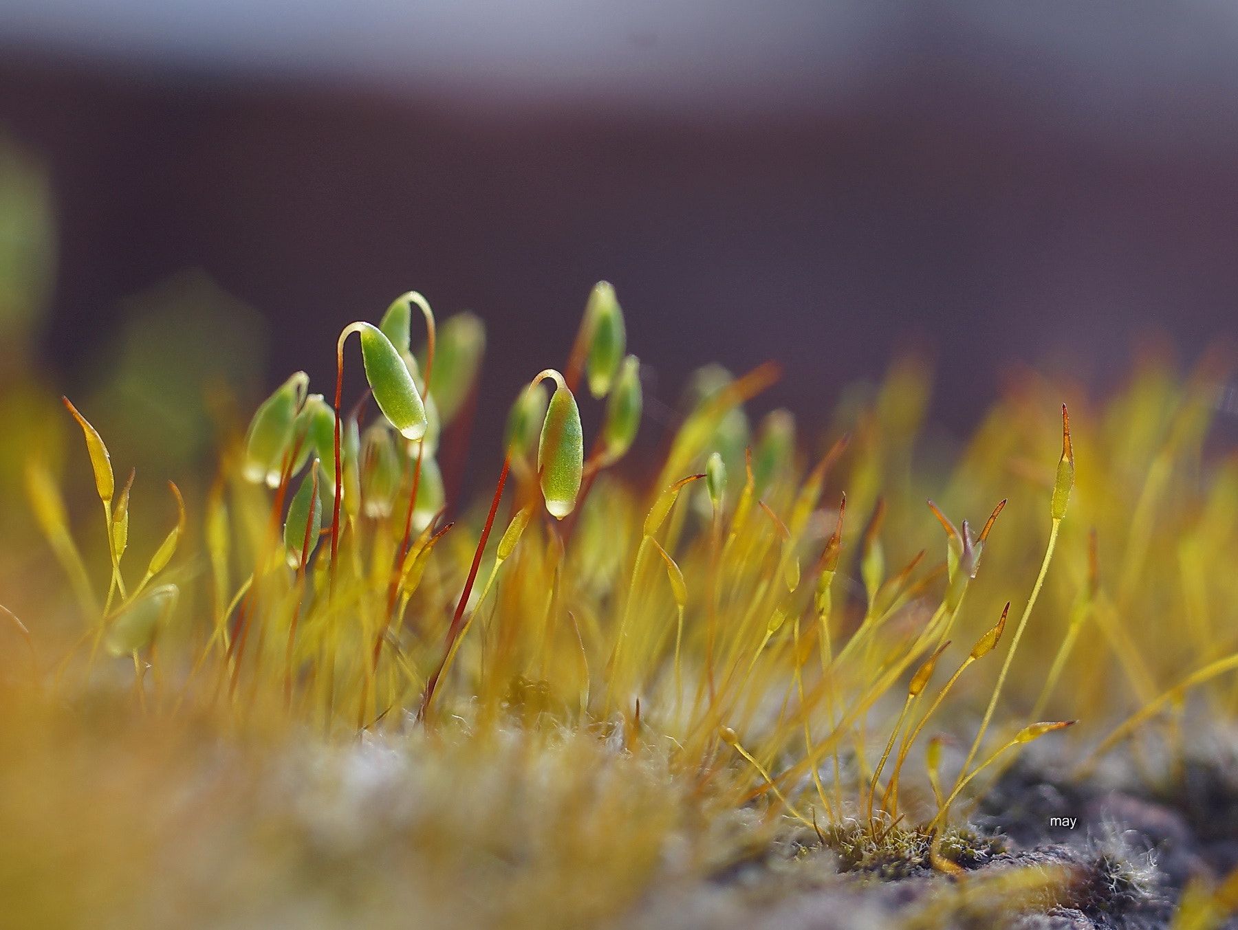 Sony SLT-A65 (SLT-A65V) + Minolta AF 50mm F1.7 sample photo. Moss..   кукушкин лен photography