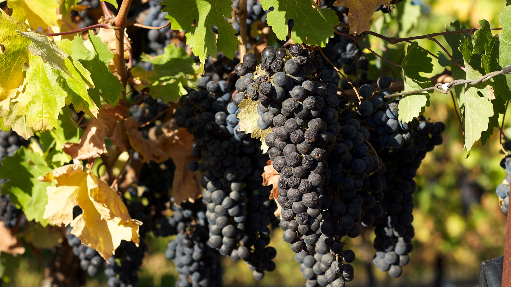 Canon EOS M sample photo. Oh yes! it's wine o'clock! photography