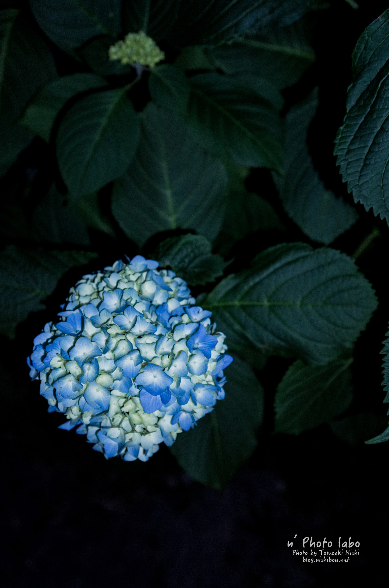 Summicron T 1:2 23 ASPH. sample photo. もうすぐ紫陽花 photography