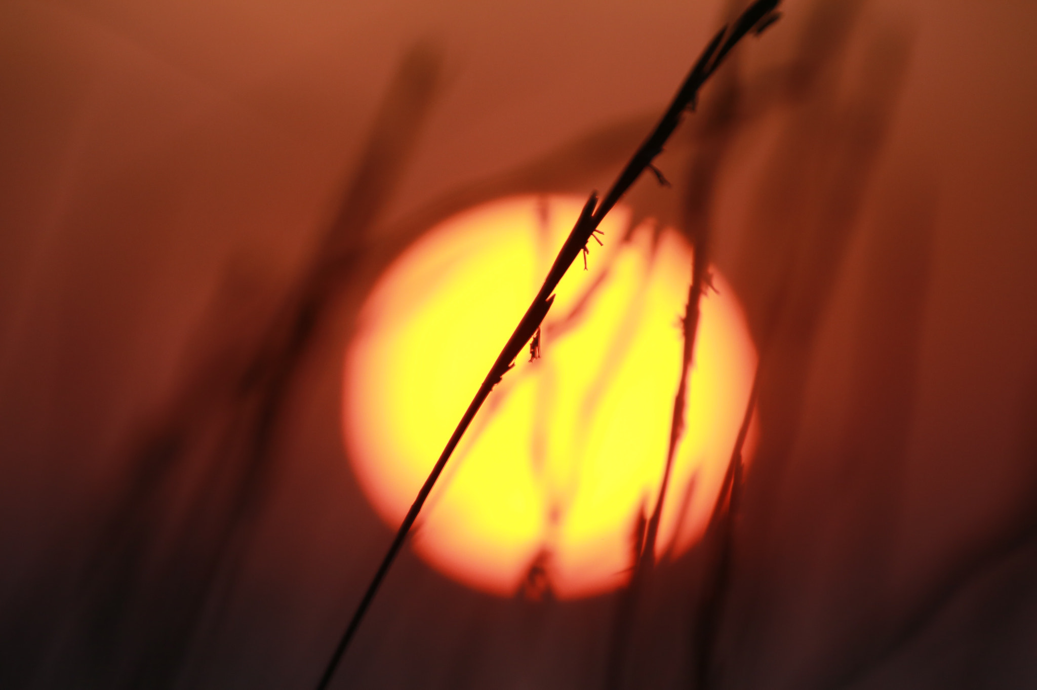 Canon EF 70-200mm F2.8L IS II USM sample photo. Il sole photography