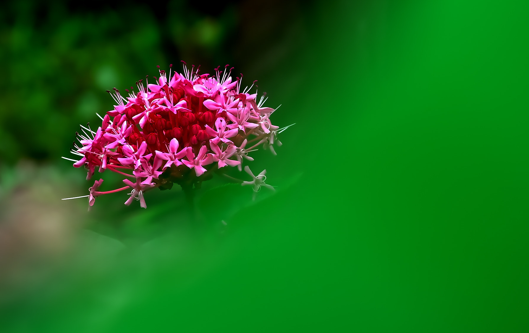 Pentax smc D-FA 100mm F2.8 Macro WR sample photo. Button clerodendrum trichotomum photography
