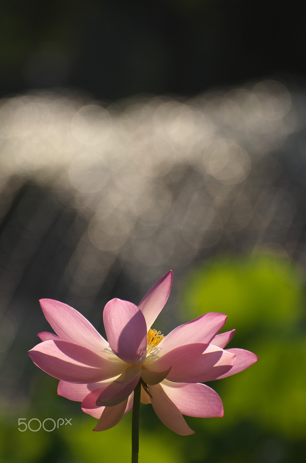 VR 70-300mm F/4.5-5.6 G sample photo. Biginning of summer photography