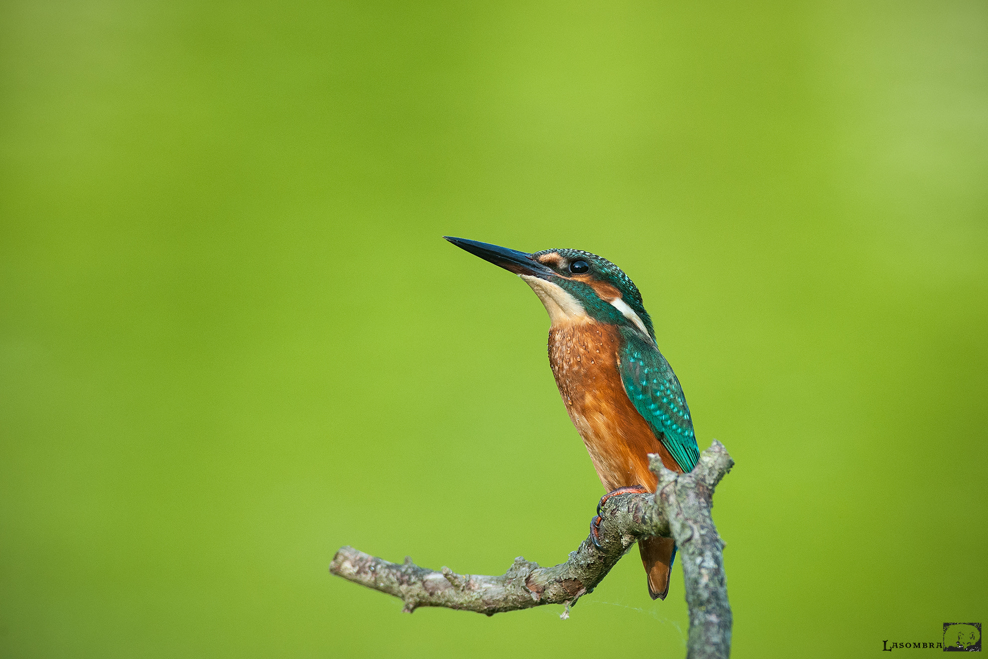 Nikon AF-S Nikkor 300mm F2.8G ED VR II sample photo. Kingfisher photography