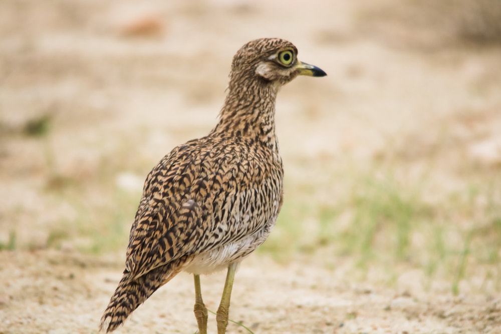 Sigma 150-500mm F5-6.3 DG OS HSM sample photo. طائر الكروان المهاجر في سلطنة عمان ...محافظة ظفار.. photography