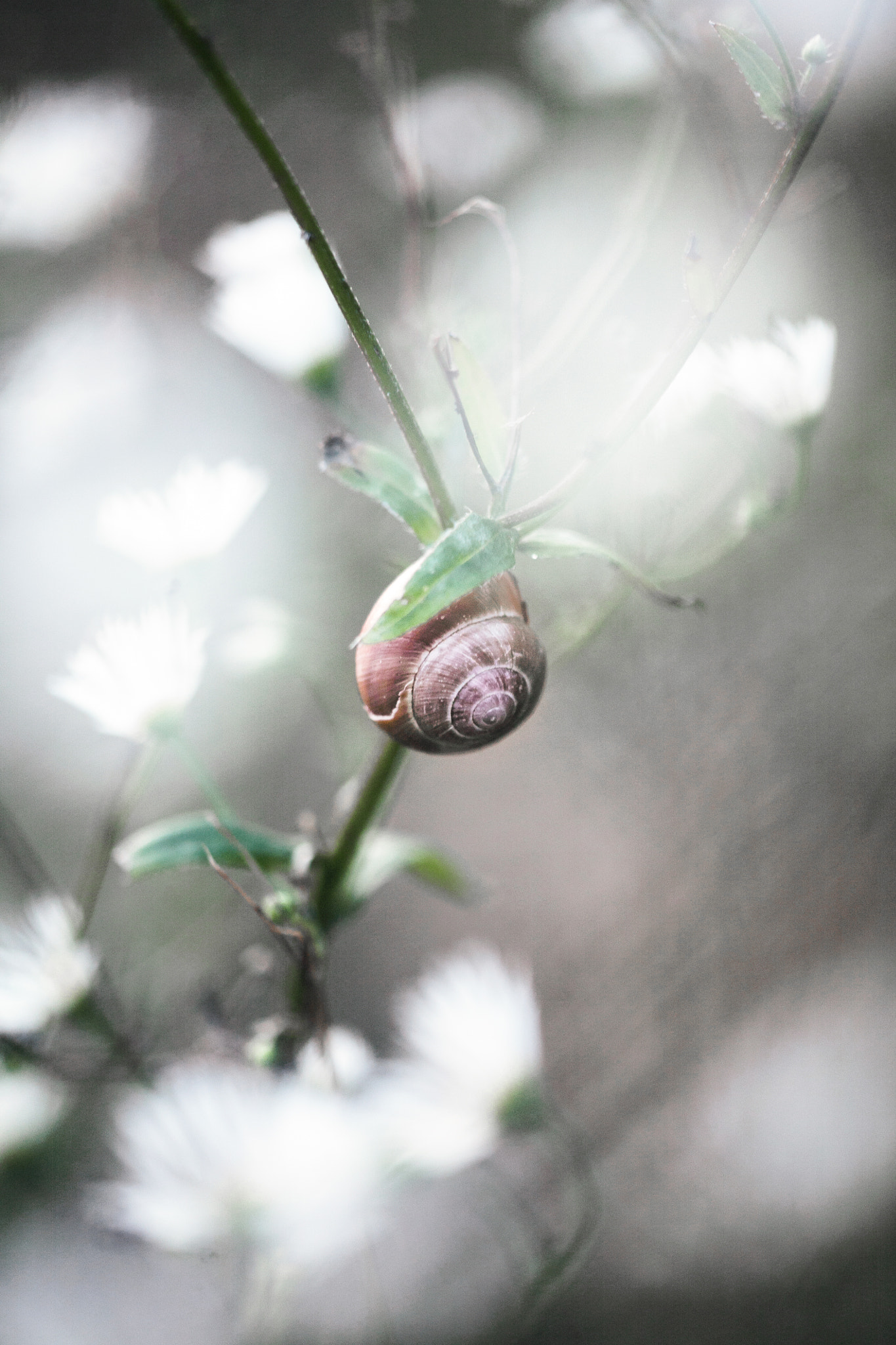 Sigma APO Macro 150mm f/2.8 EX DG HSM sample photo. Västanberg photography