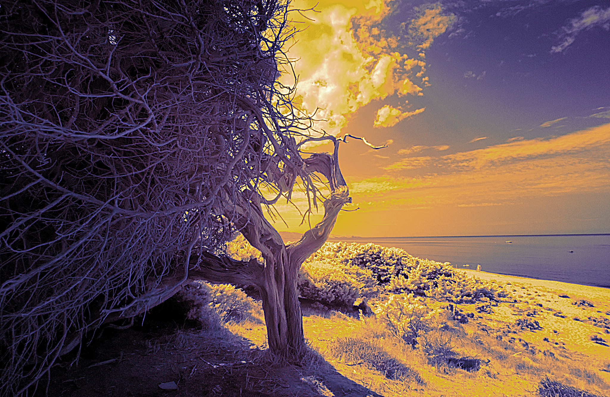 Nikon D80 sample photo. Ent on the shore photography