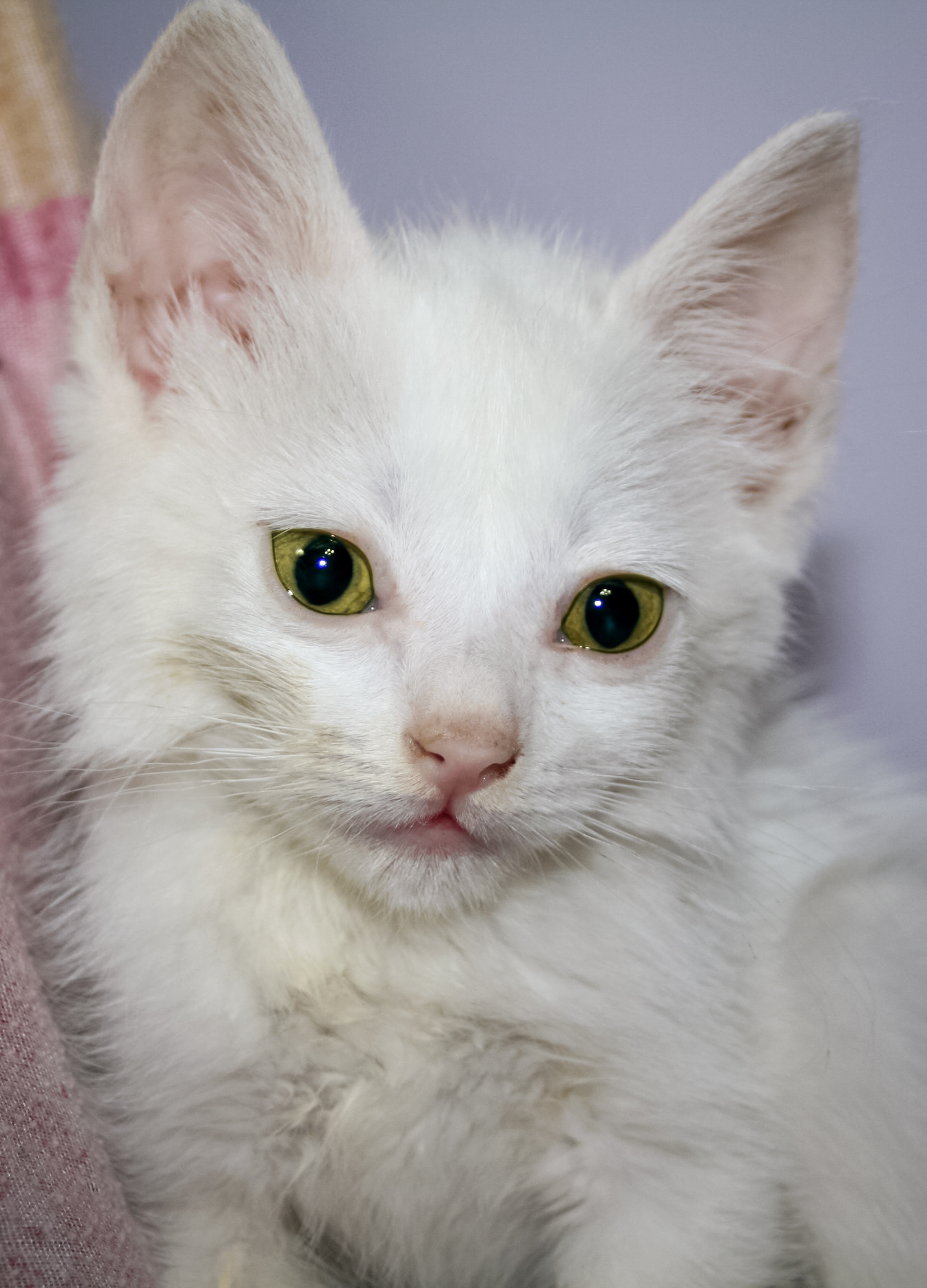 Sigma 18-50mm f/3.5-5.6 DC sample photo. Cat - kitty - coti - venado tuerto photography