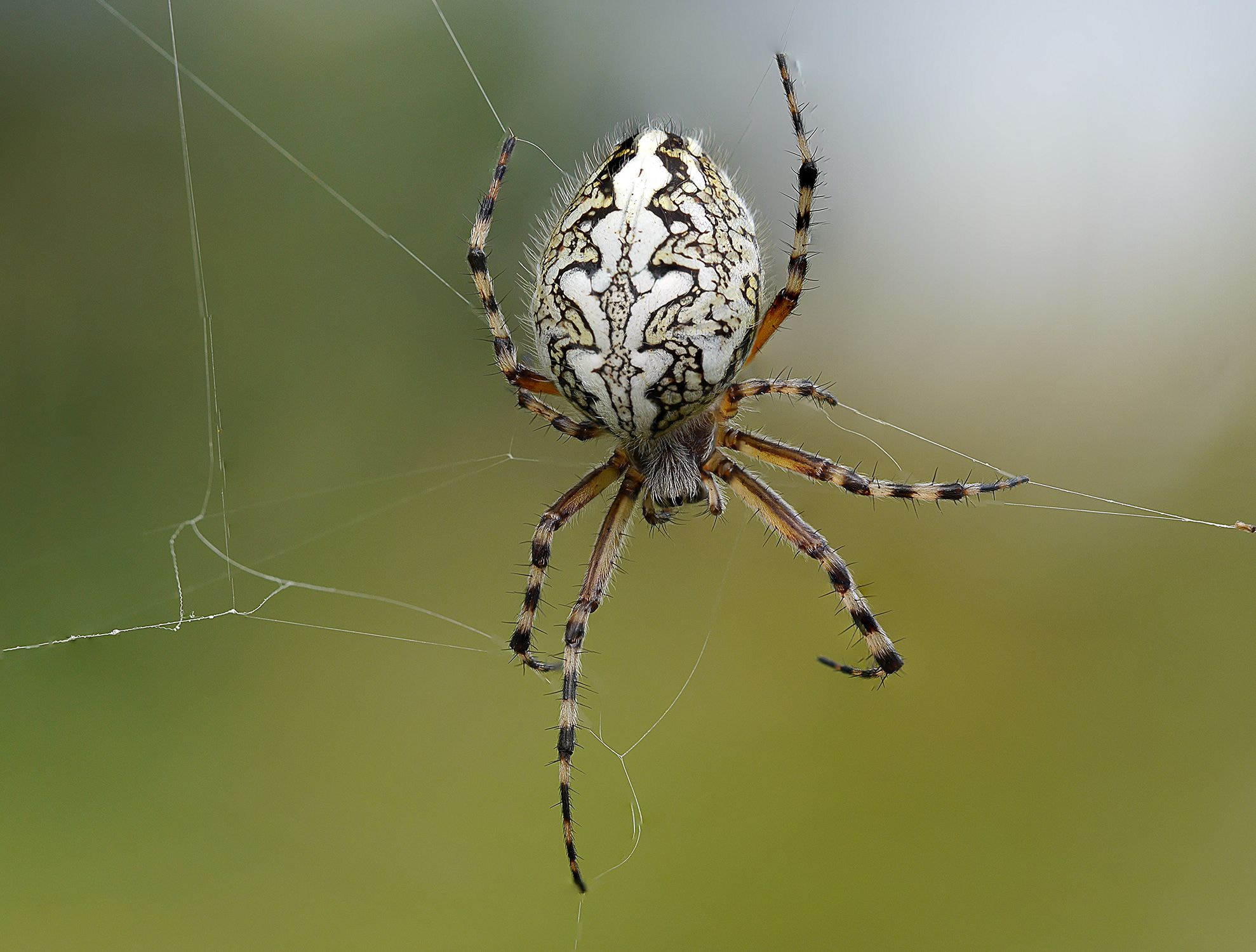 Olympus M.Zuiko Digital ED 60mm F2.8 Macro sample photo. Arachnophobia photography