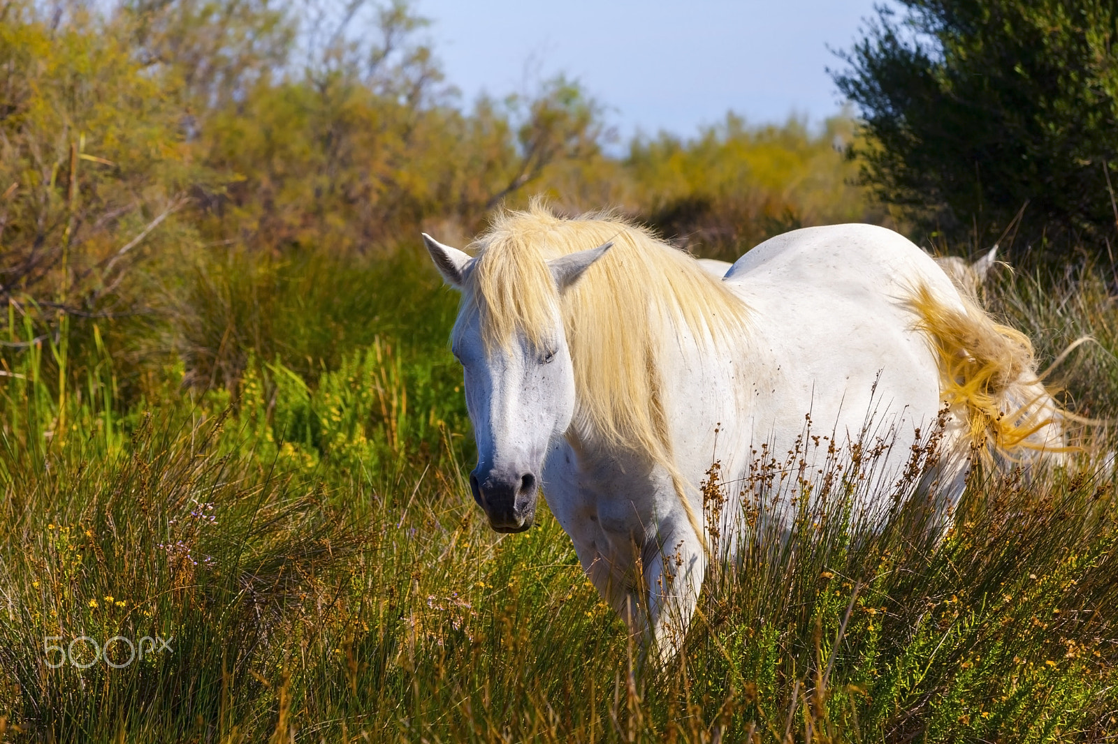 Canon EF 70-300mm F4-5.6 IS USM sample photo. Wild camargue horse photography