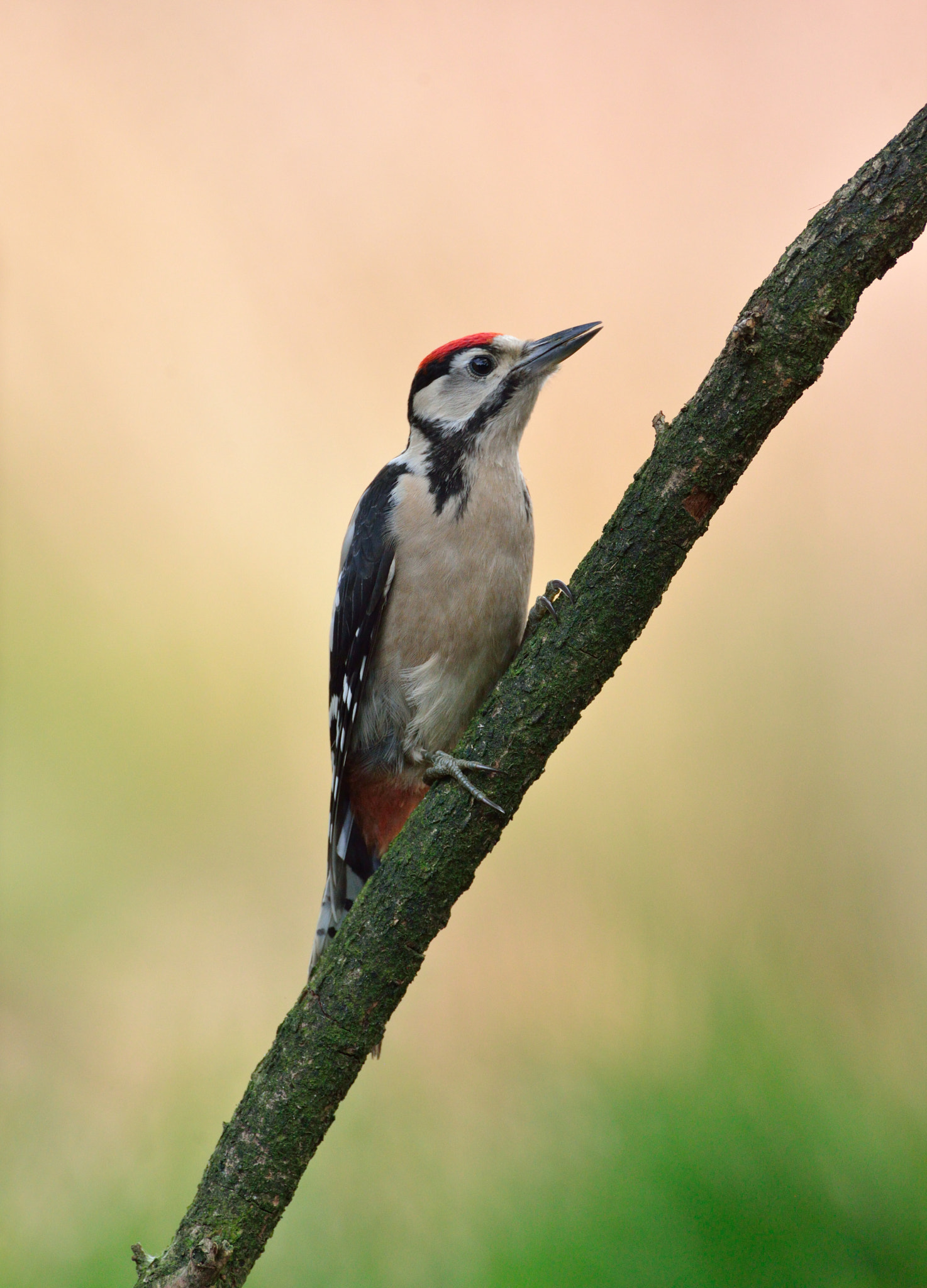 Nikon D600 + AF-S Nikkor 600mm f/4D IF-ED sample photo. Grote bonte specht photography